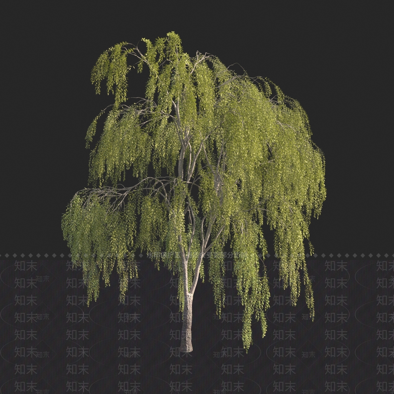 垂柳树3D模型下载【ID:1150307451】