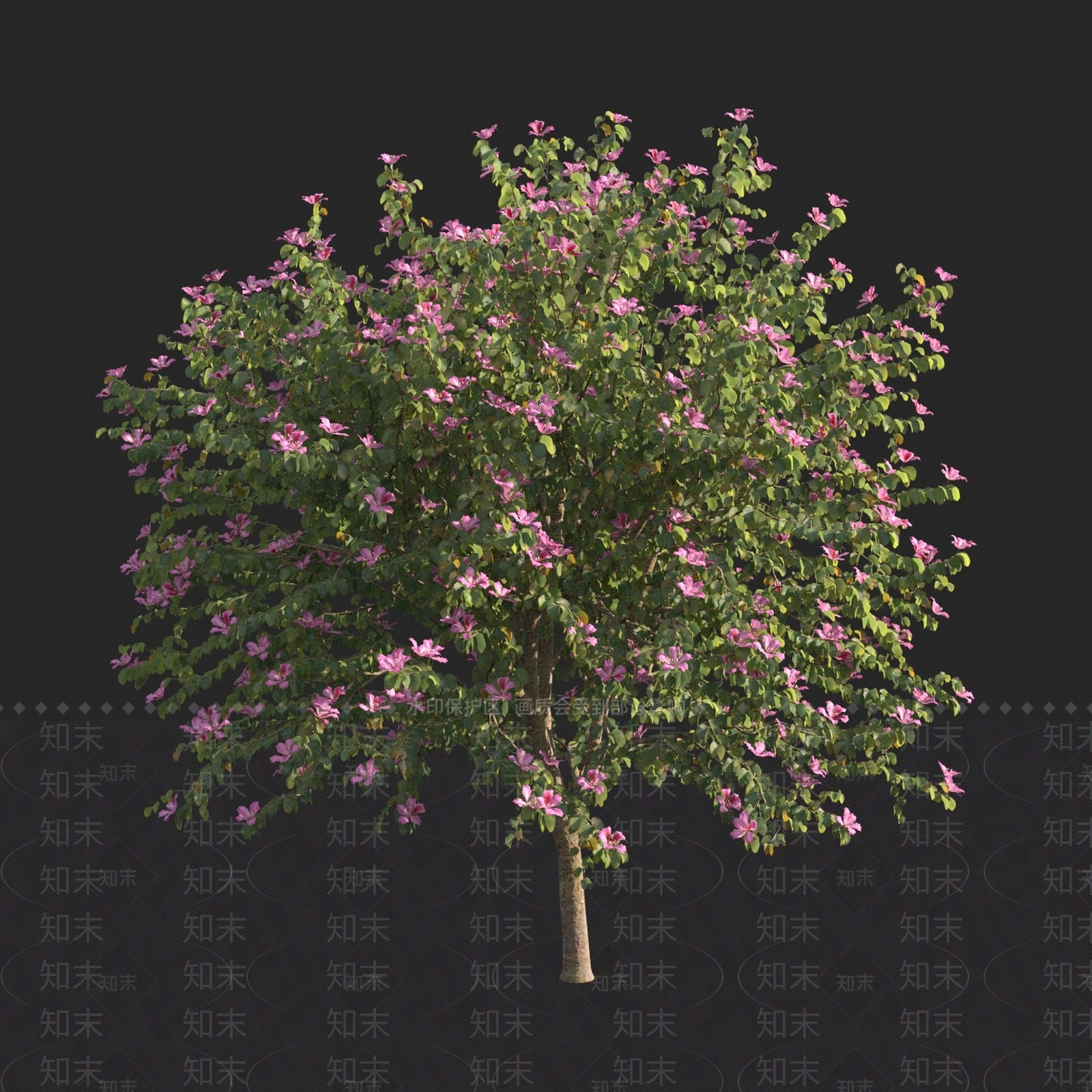 红花羊蹄甲3D模型下载【ID:1150307773】