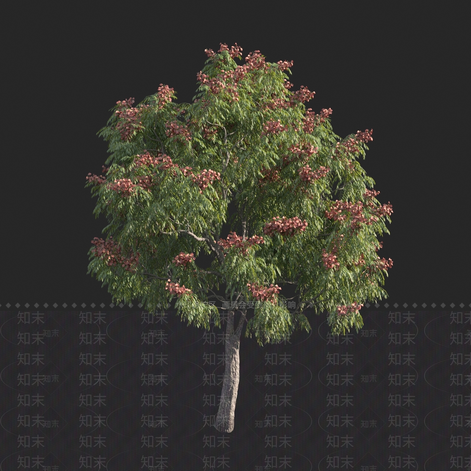 台湾栾树3D模型下载【ID:1150308500】