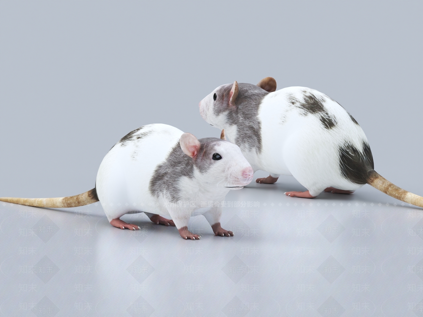 老鼠3D模型下载【ID:1150366658】