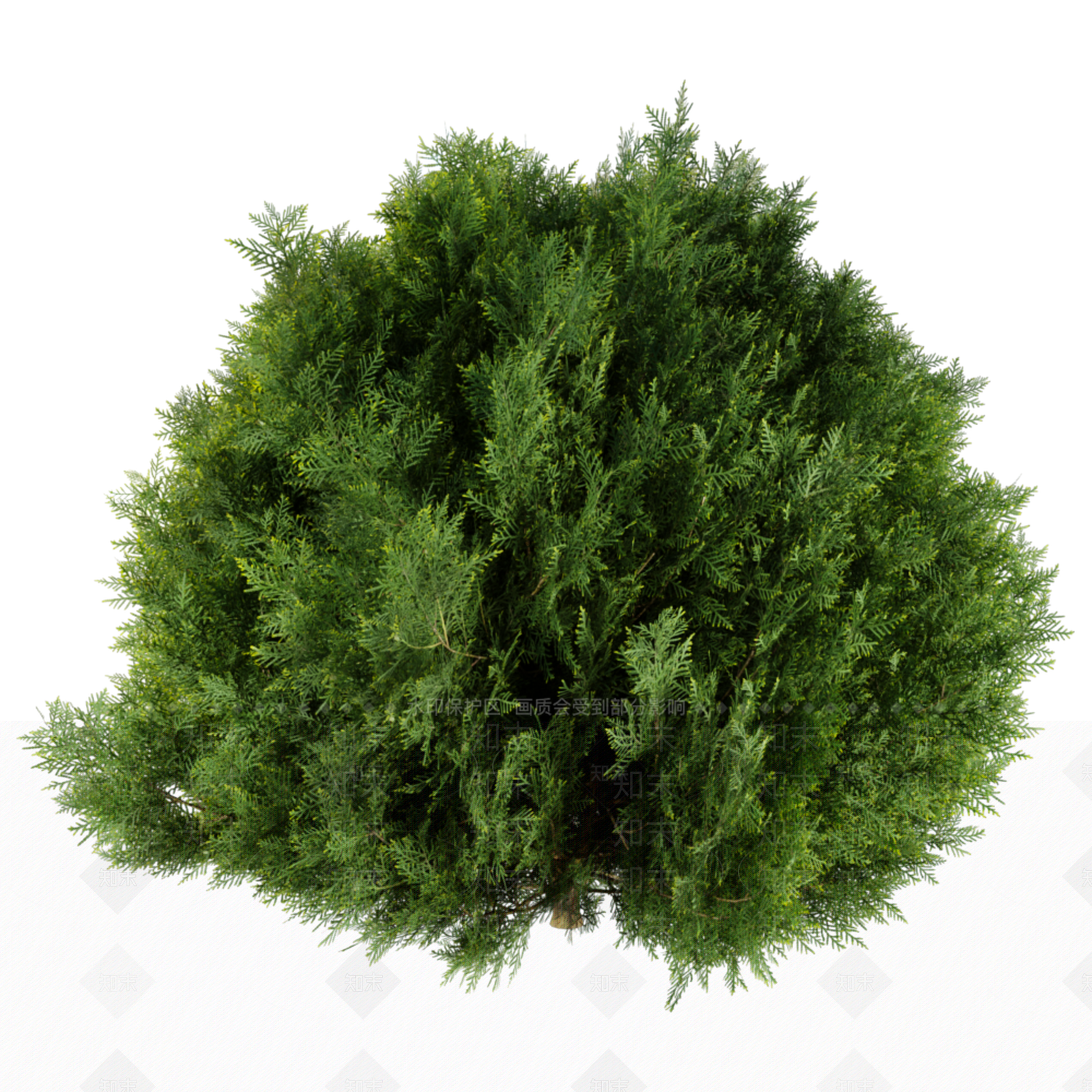 现代植物侧柏3D模型下载【ID:1150534481】
