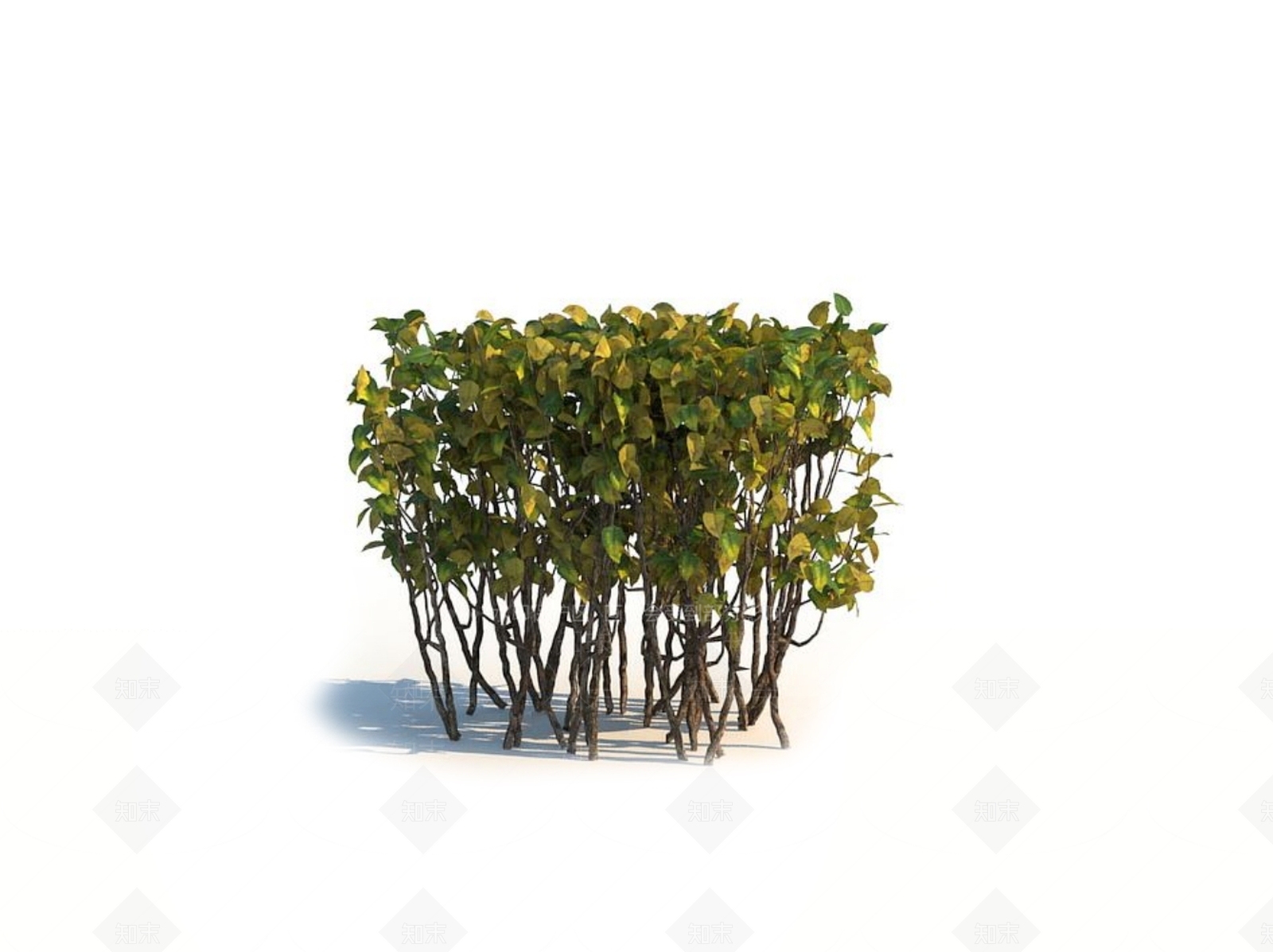 冬青3D模型下载【ID:1150597417】