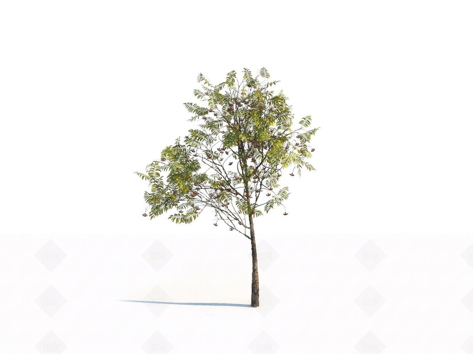 乔木3D模型下载【ID:1150604471】