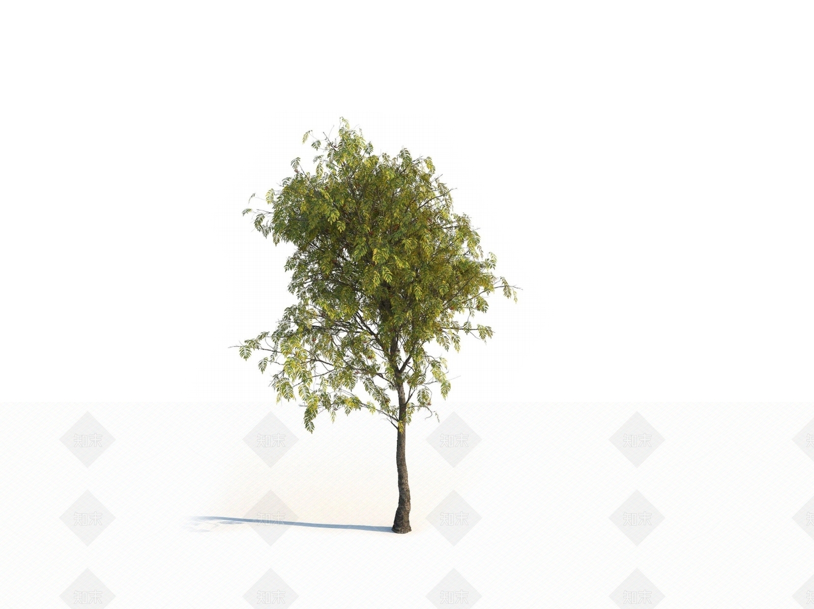 乔木3D模型下载【ID:1150604649】