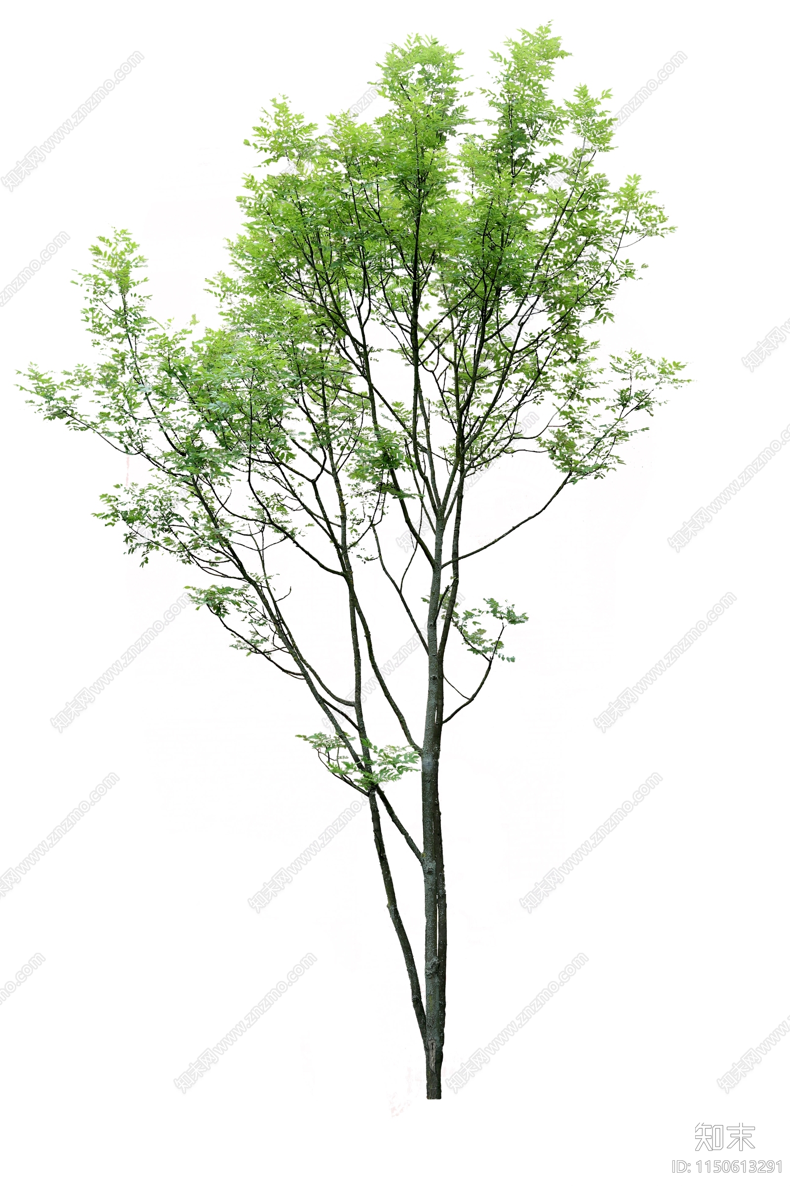 PSD免抠丛生乔木植物贴图下载【ID:1150613291】_【知末网贴图库】