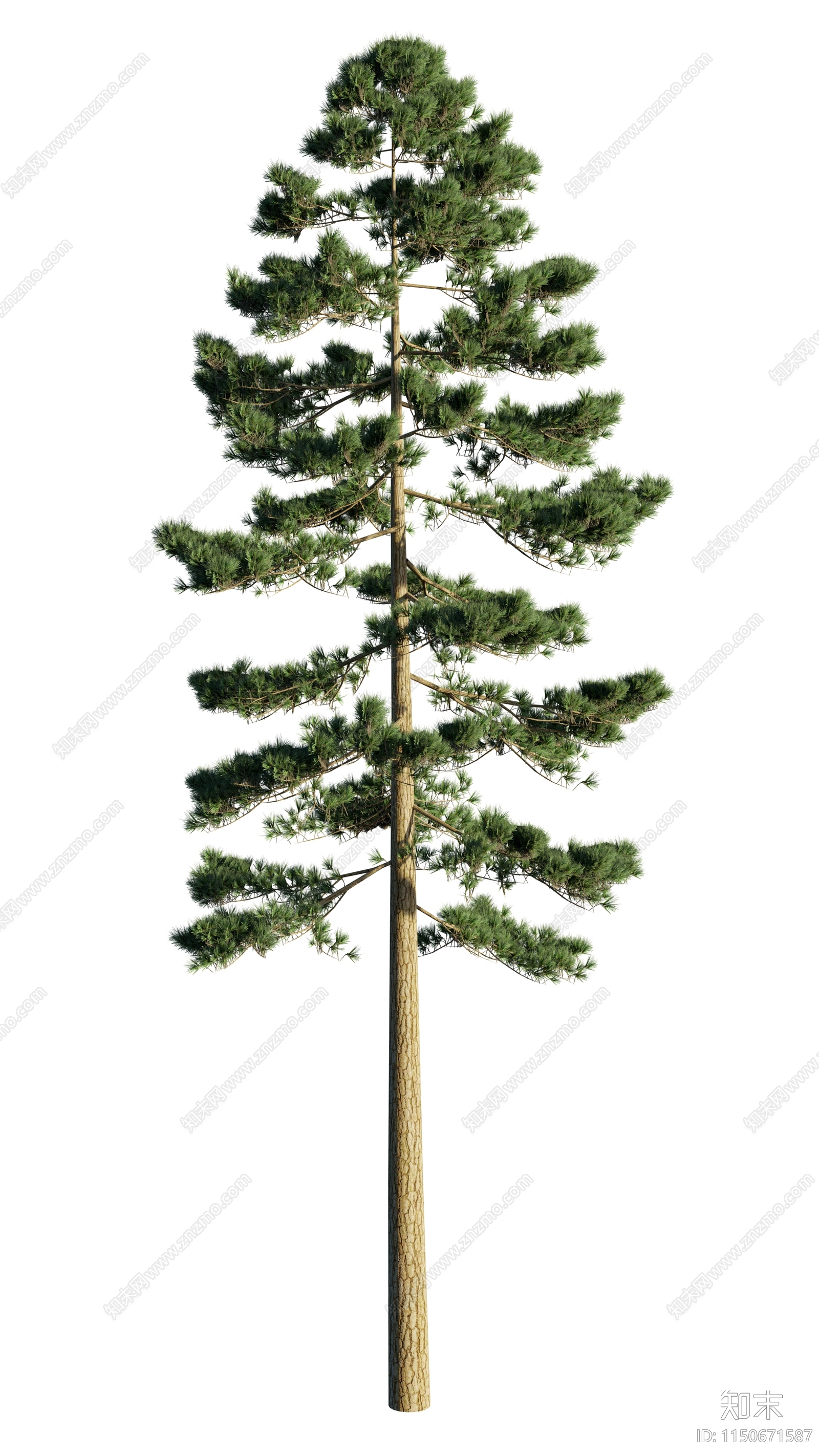 psd免抠松树植物下载【ID:1150671587】undefined