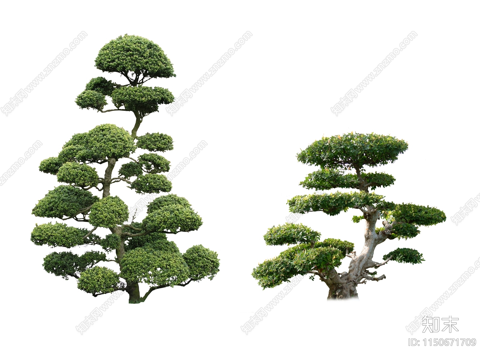 PSD免抠造型黑松植物松树贴图下载【ID:1150671709】_【知末网贴图库】