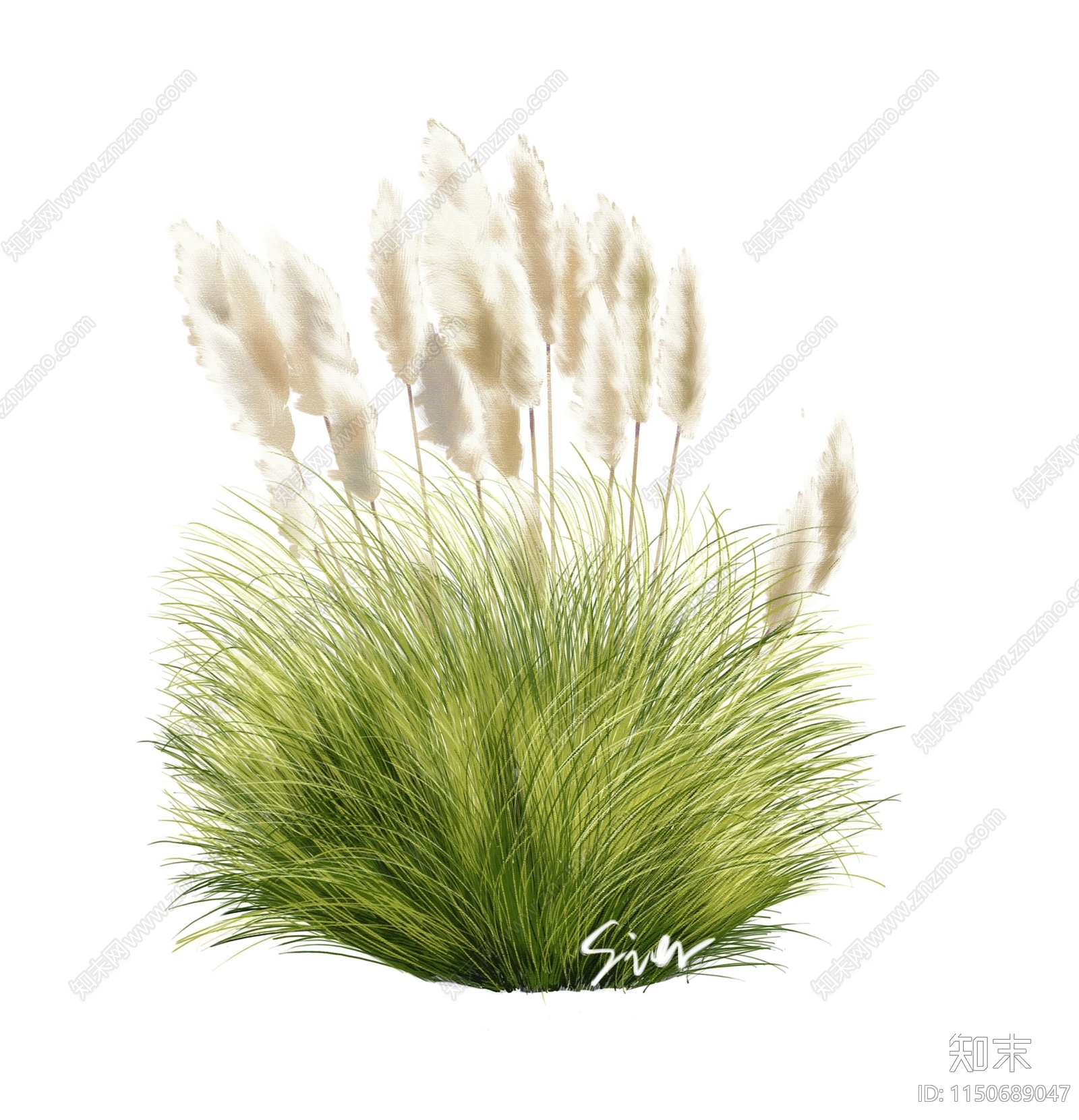 观赏草设计素材精品下载_知末网