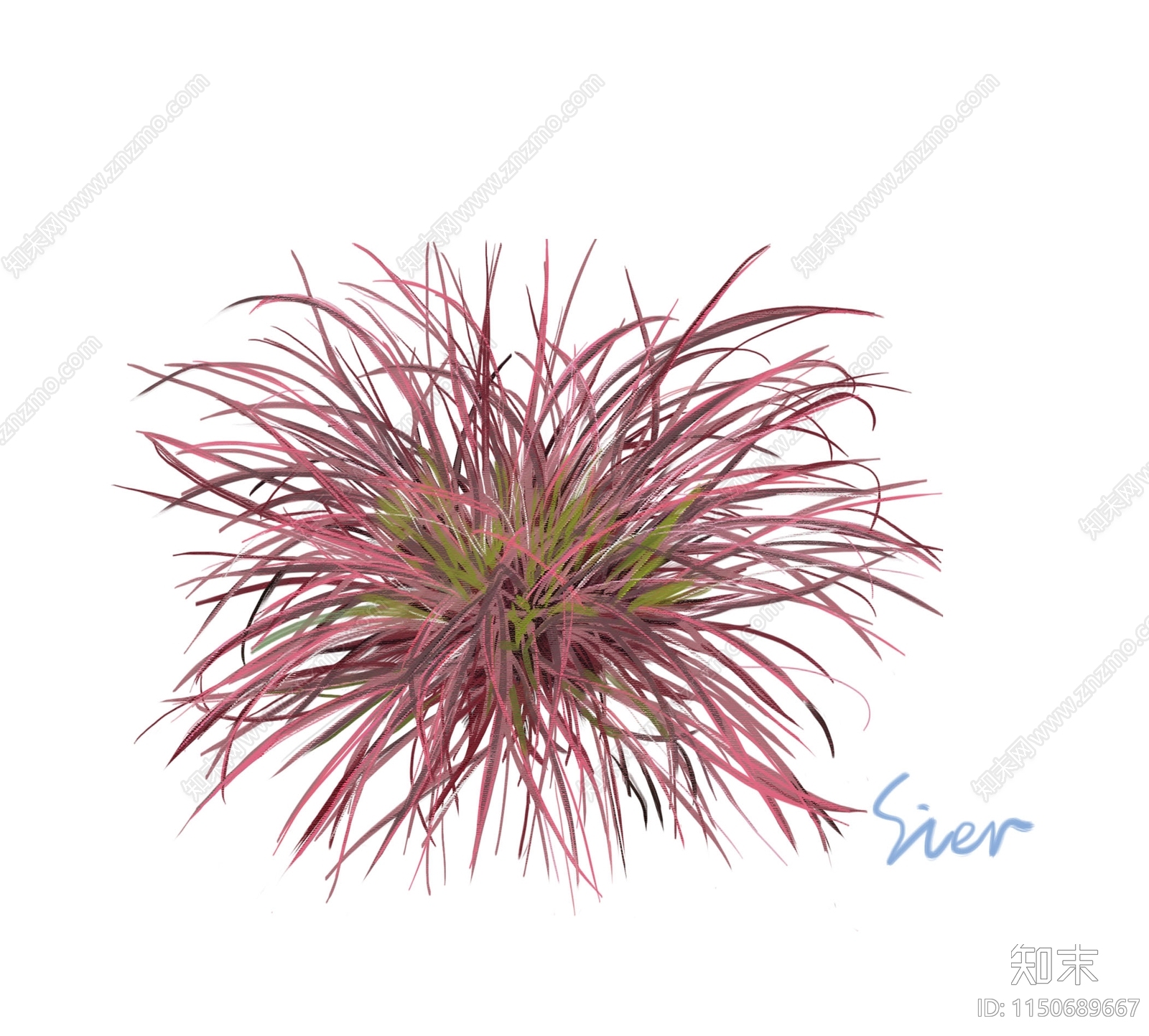 观赏草设计素材精品下载_知末网