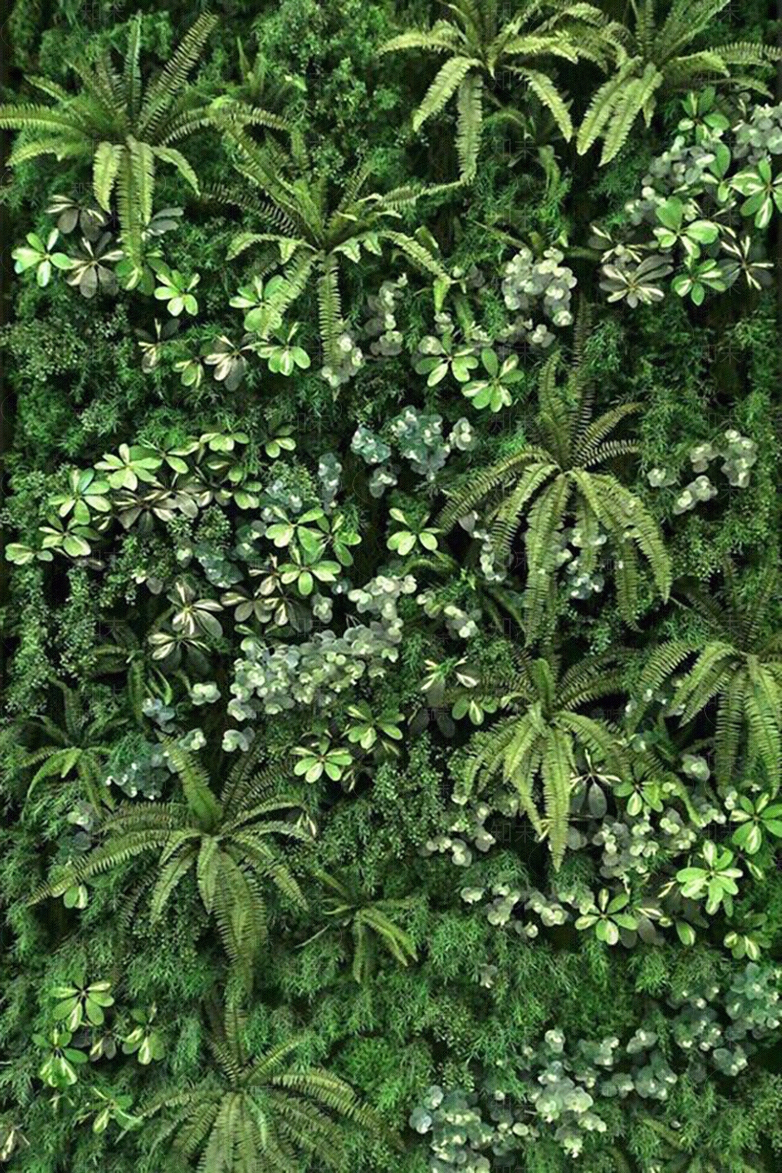 植物墙绿植贴图下载【ID:1150720769】