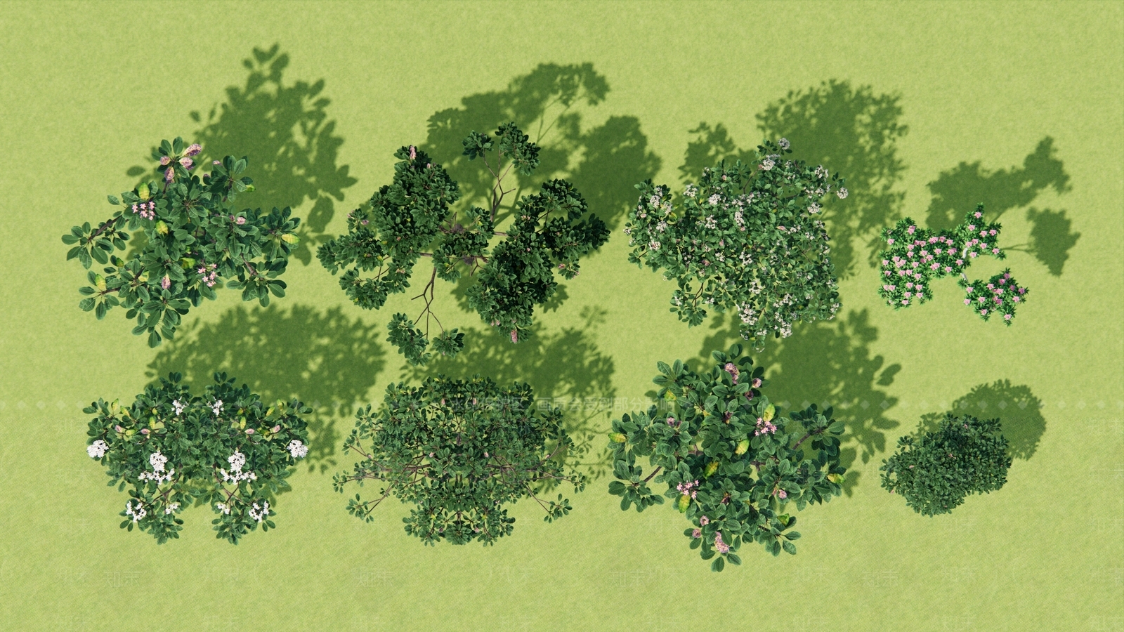 鸡蛋花SU模型下载【ID:1150731338】