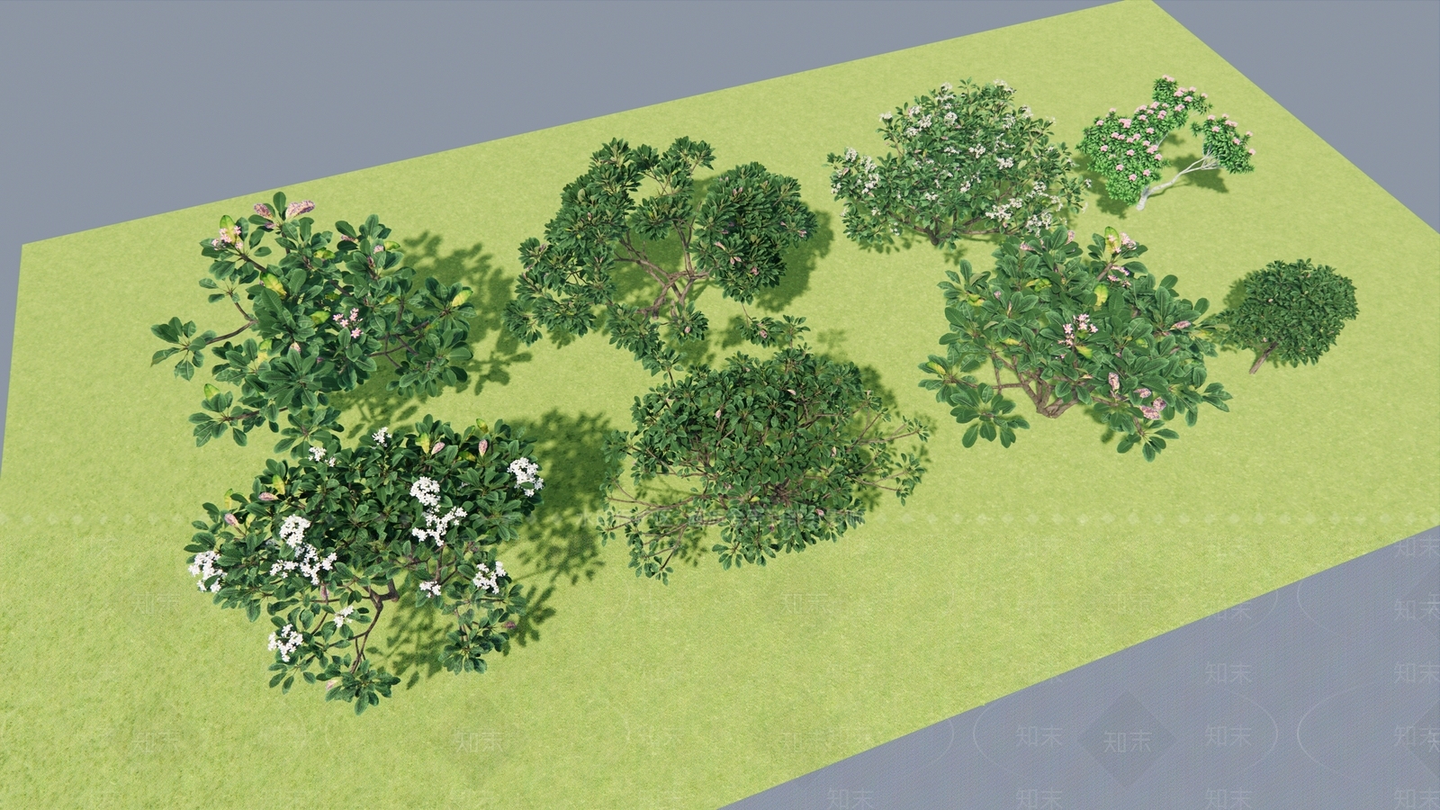 鸡蛋花SU模型下载【ID:1150731338】