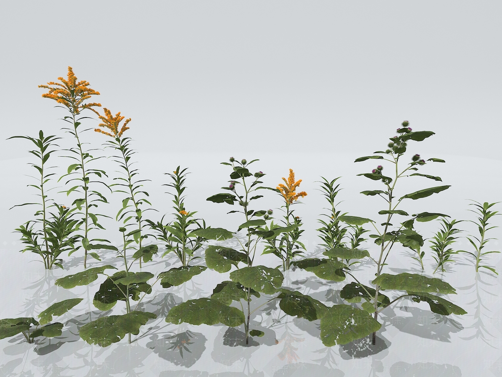 草3D模型下载【ID:1150762446】