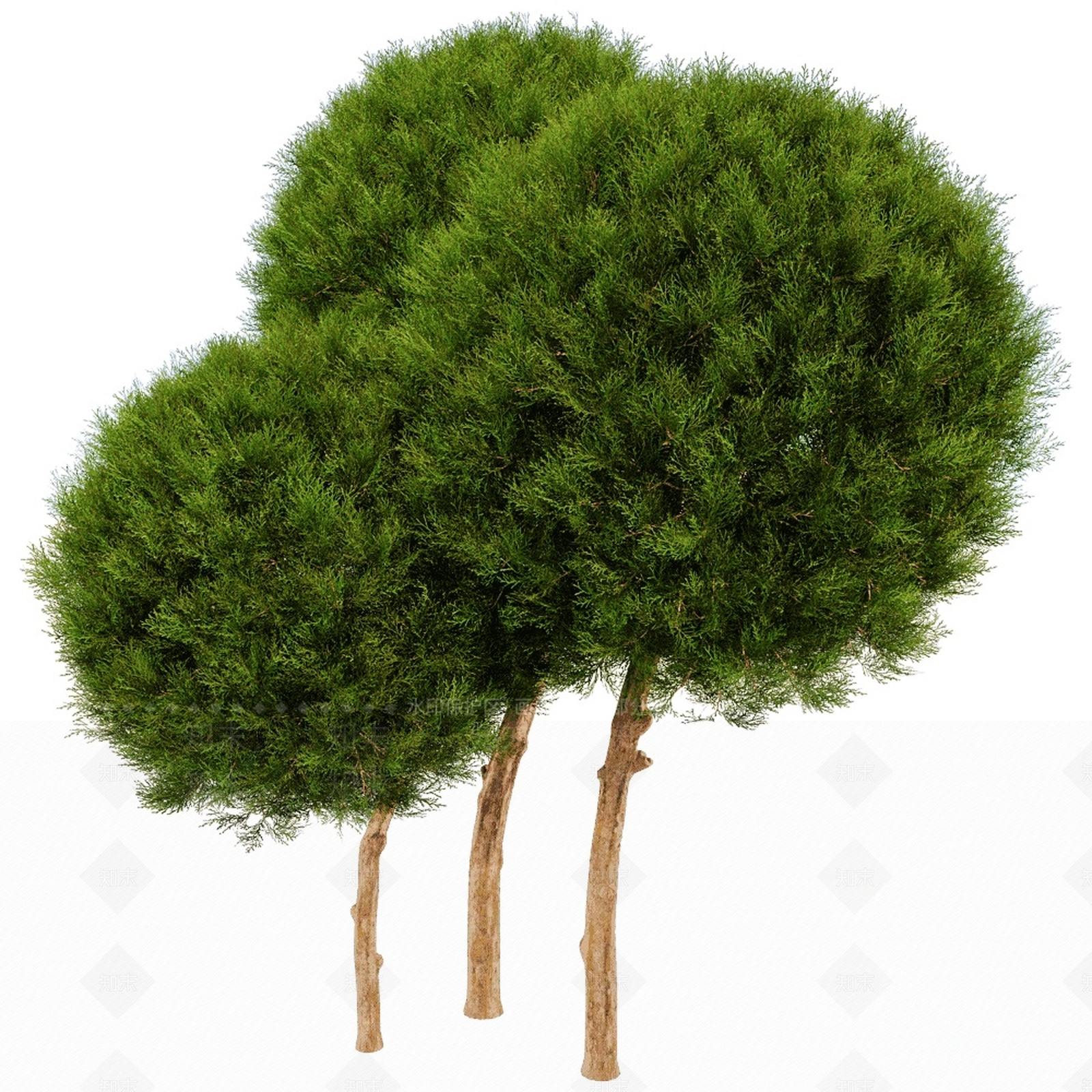 乔木3D模型下载【ID:1150764702】