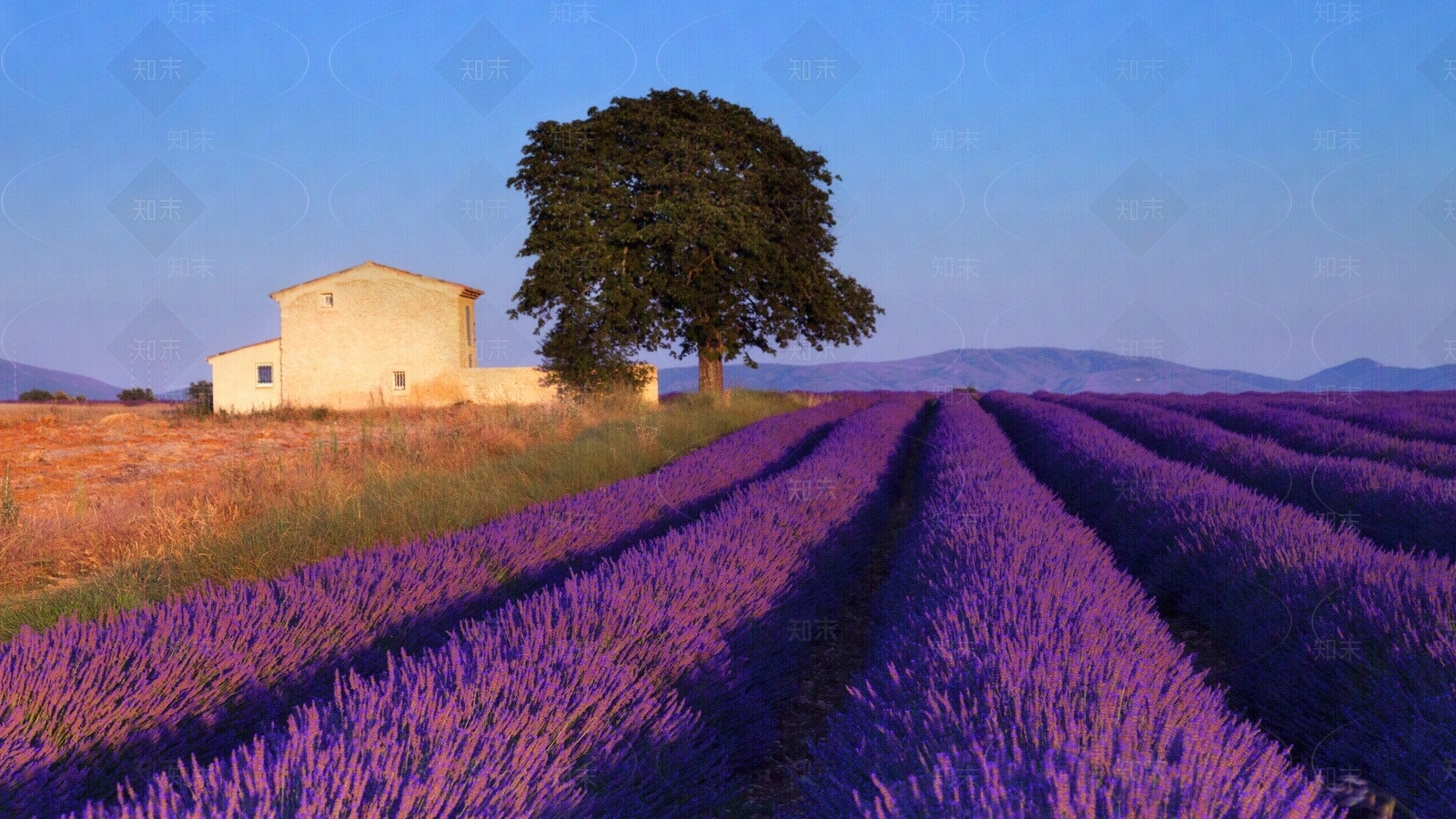 薰衣草风景贴图下载【ID:1150980097】