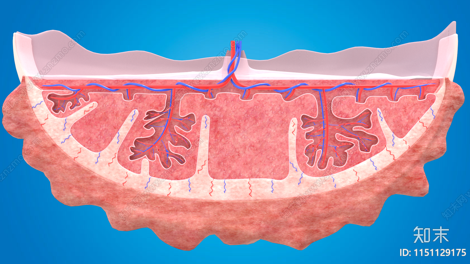 胎盘的血液循环3D模型下载【ID:1151129175】