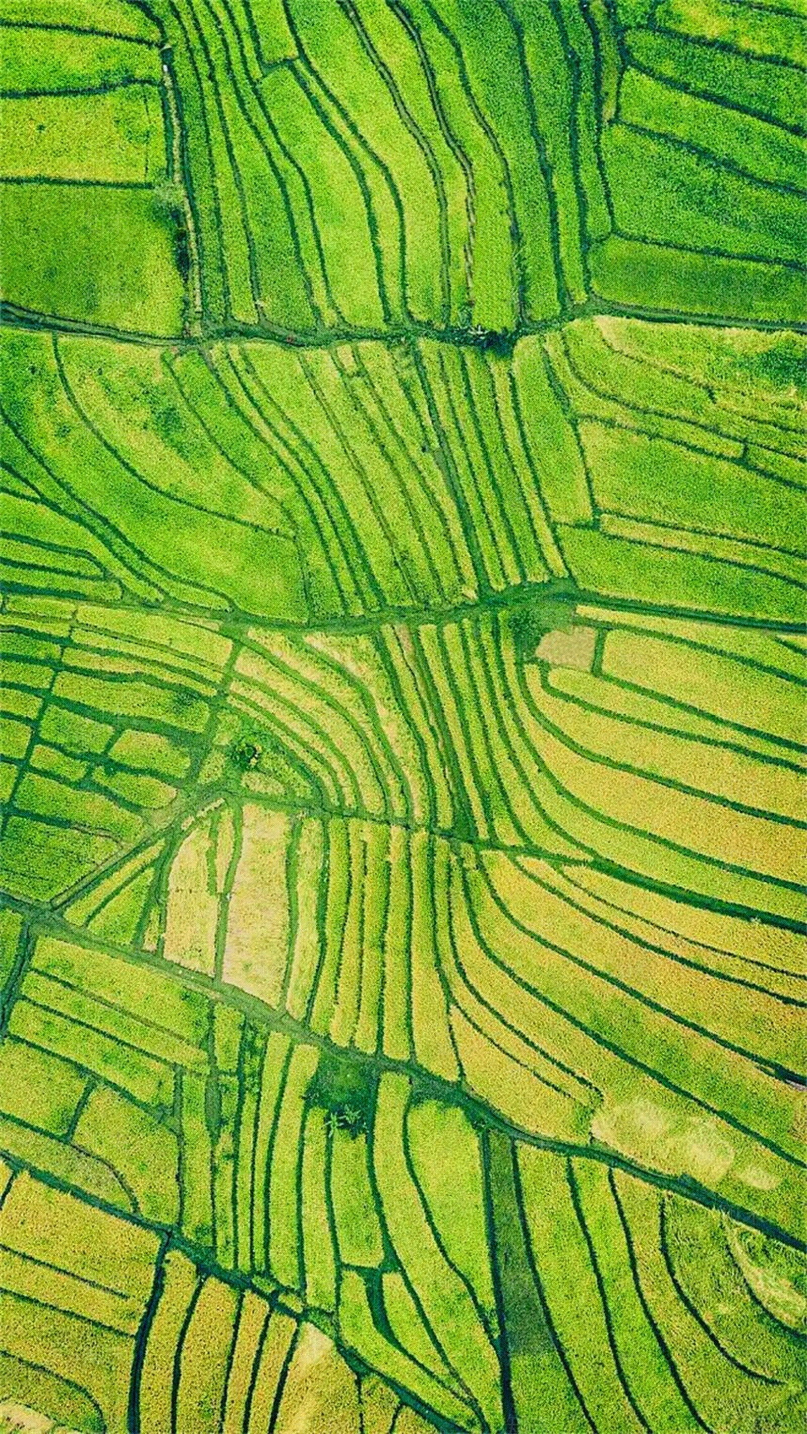 乡村农田肌理素材贴图下载【ID:1151170262】