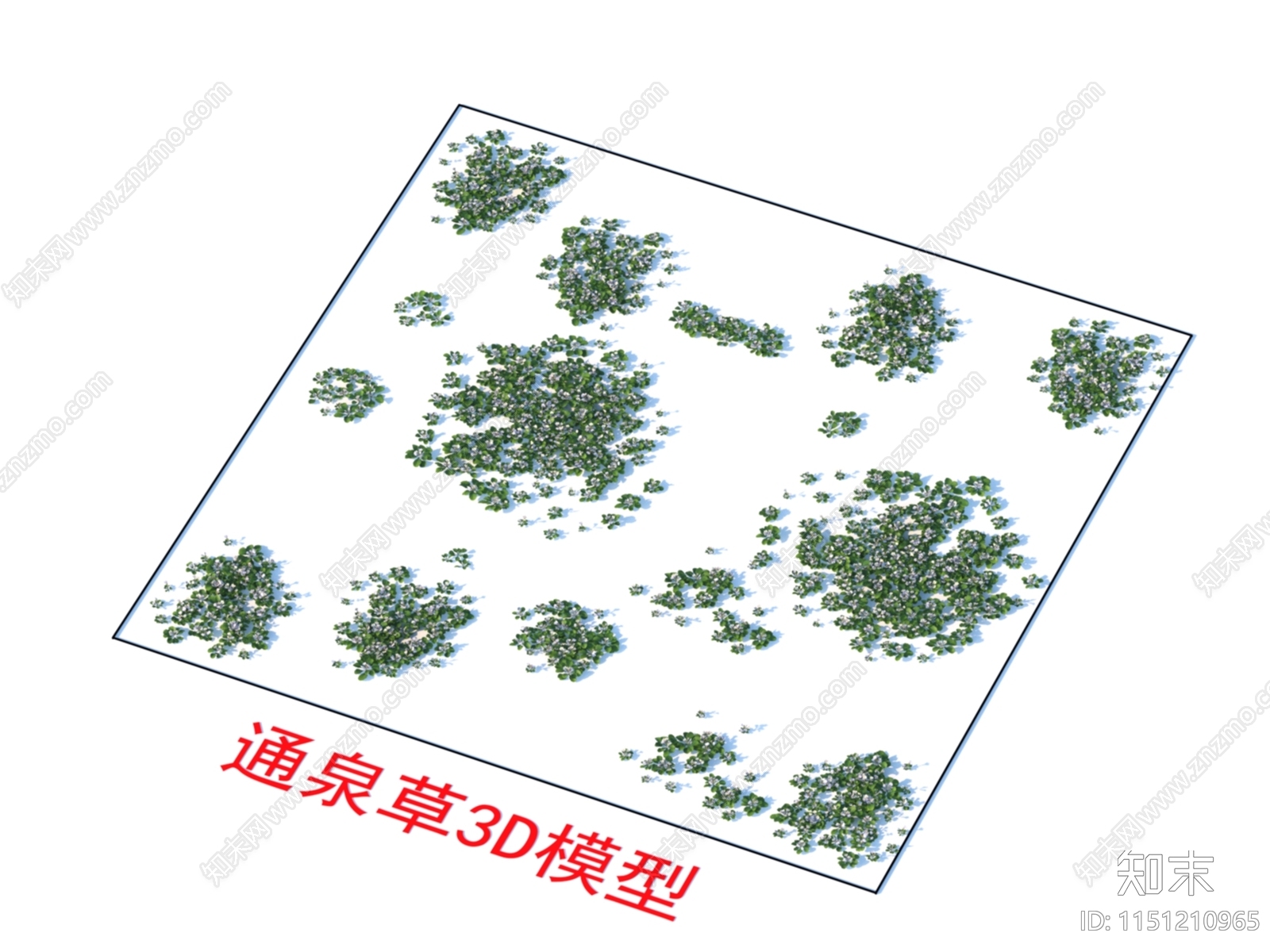 通泉草3D模型下载【ID:1151210965】