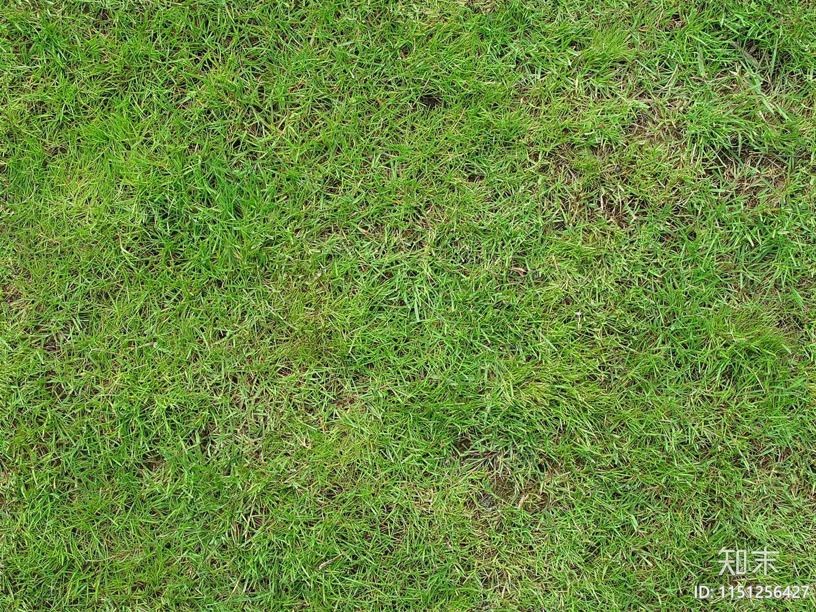 绿色草地草花草丛灌木绿植草皮地面贴图下载【ID:1151256427】