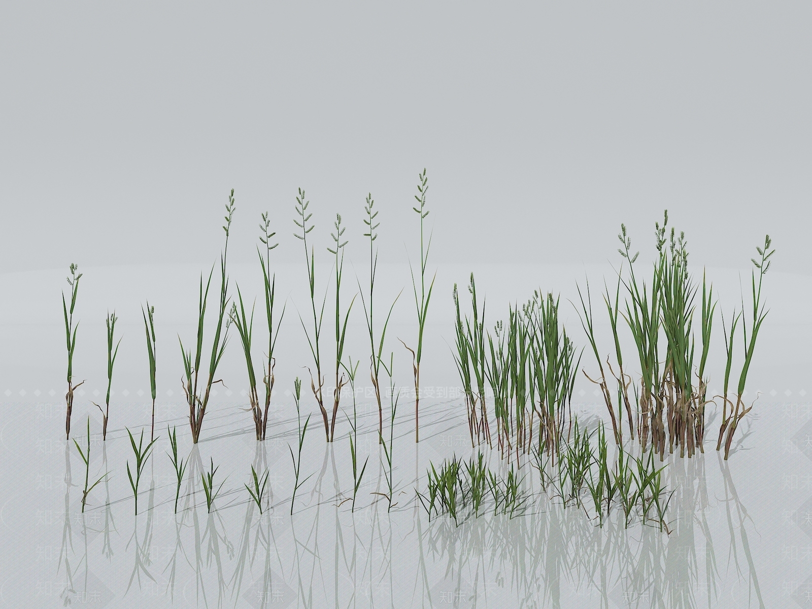草3D模型下载【ID:1151257517】