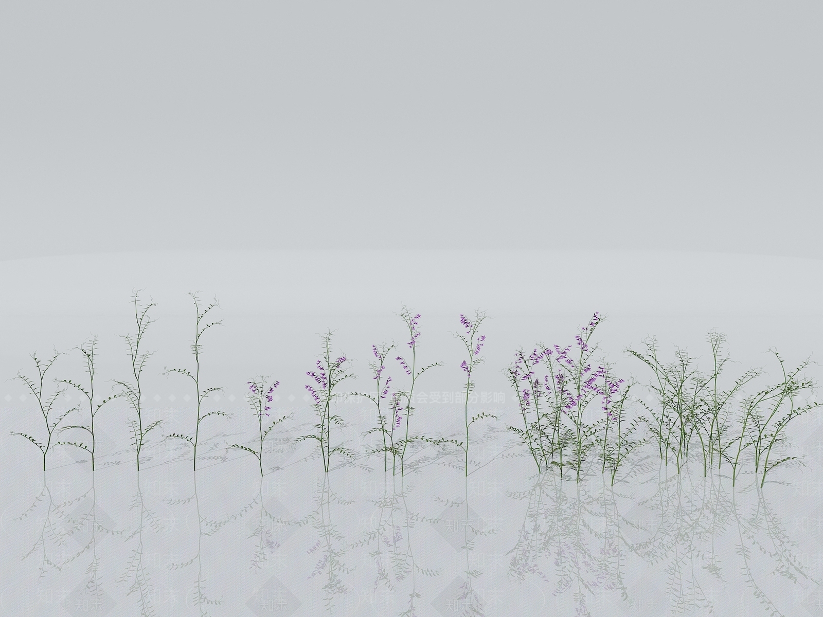 千屈草3D模型下载【ID:1151258297】