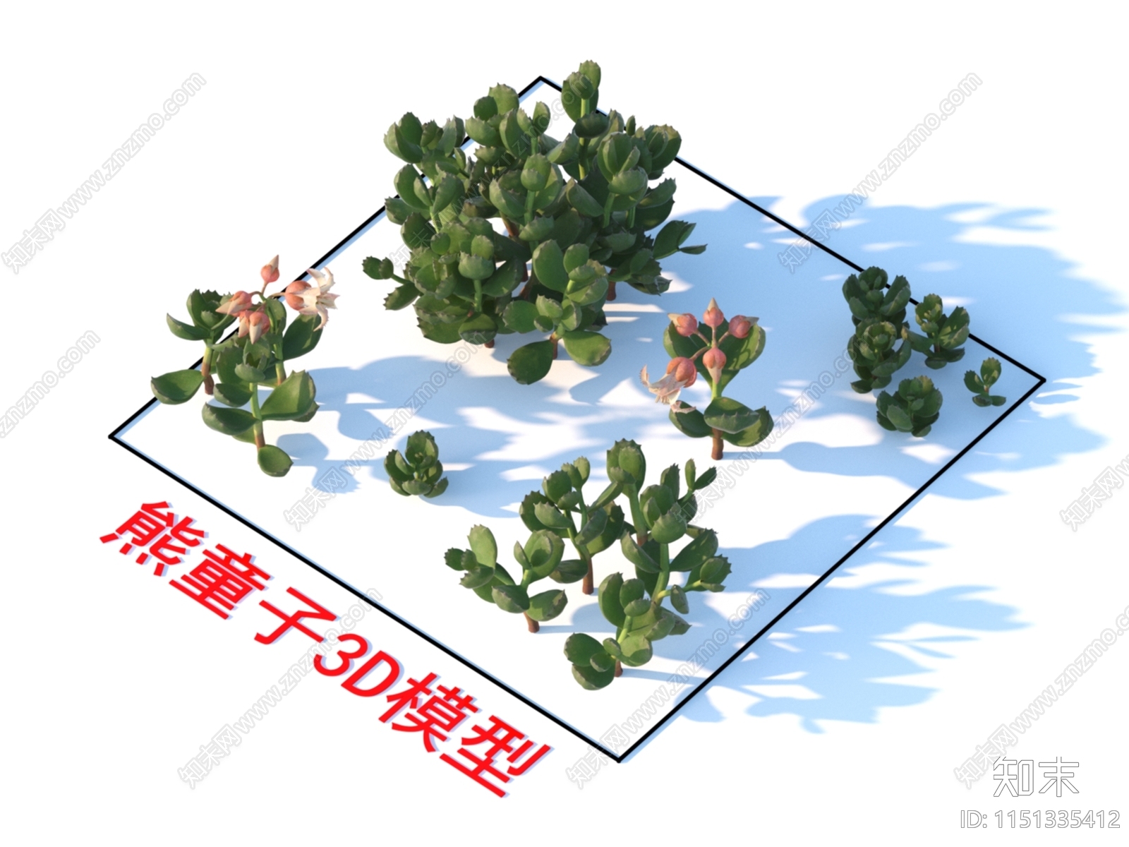 熊童子3D模型下载【ID:1151335412】