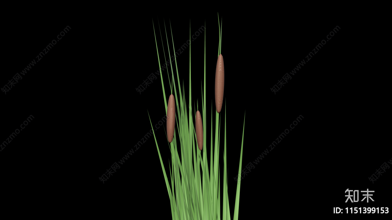 香蒲3D模型下载【ID:1151399153】
