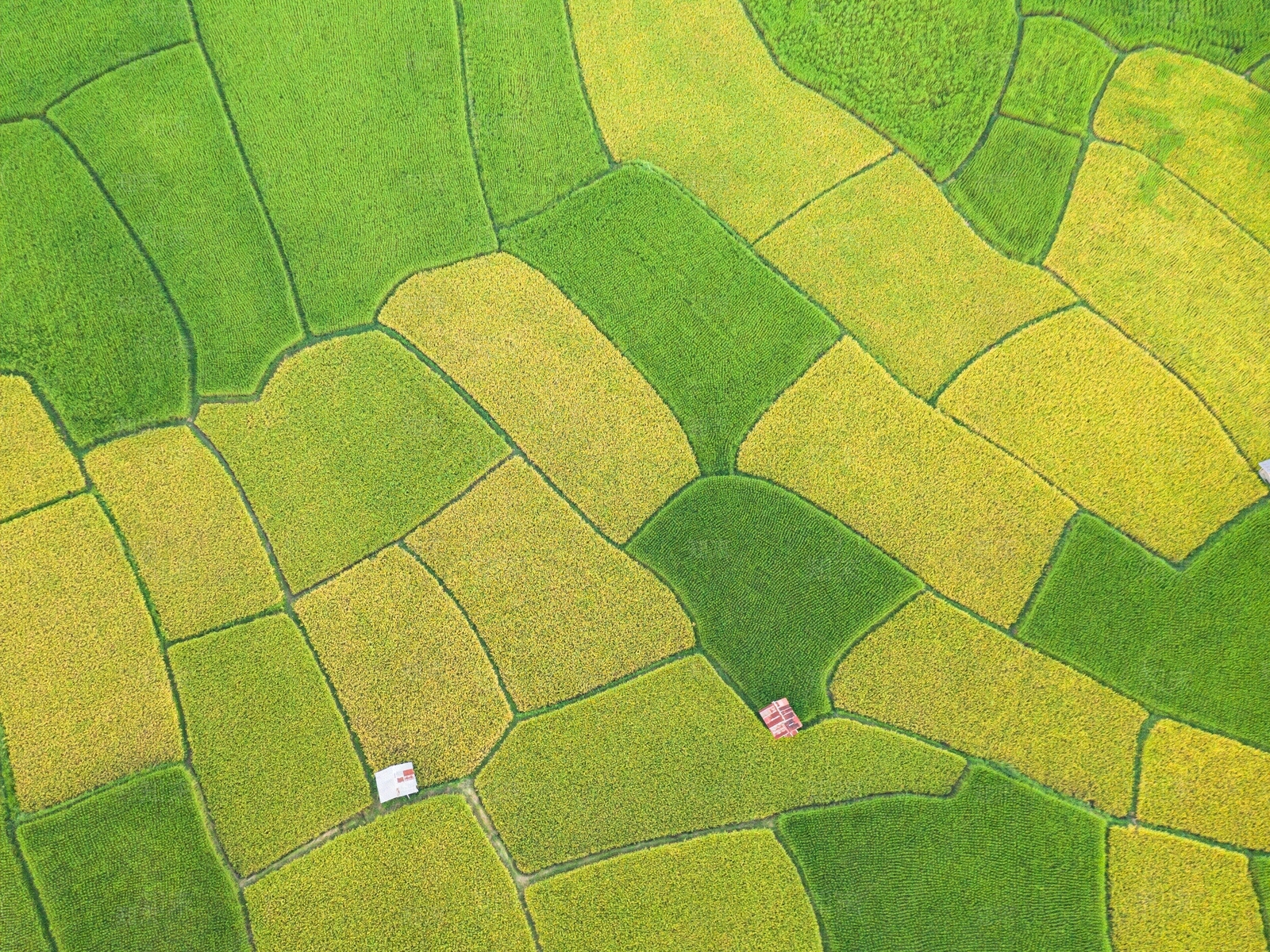 乡村稻田麦田肌理贴图下载【ID:1151454501】