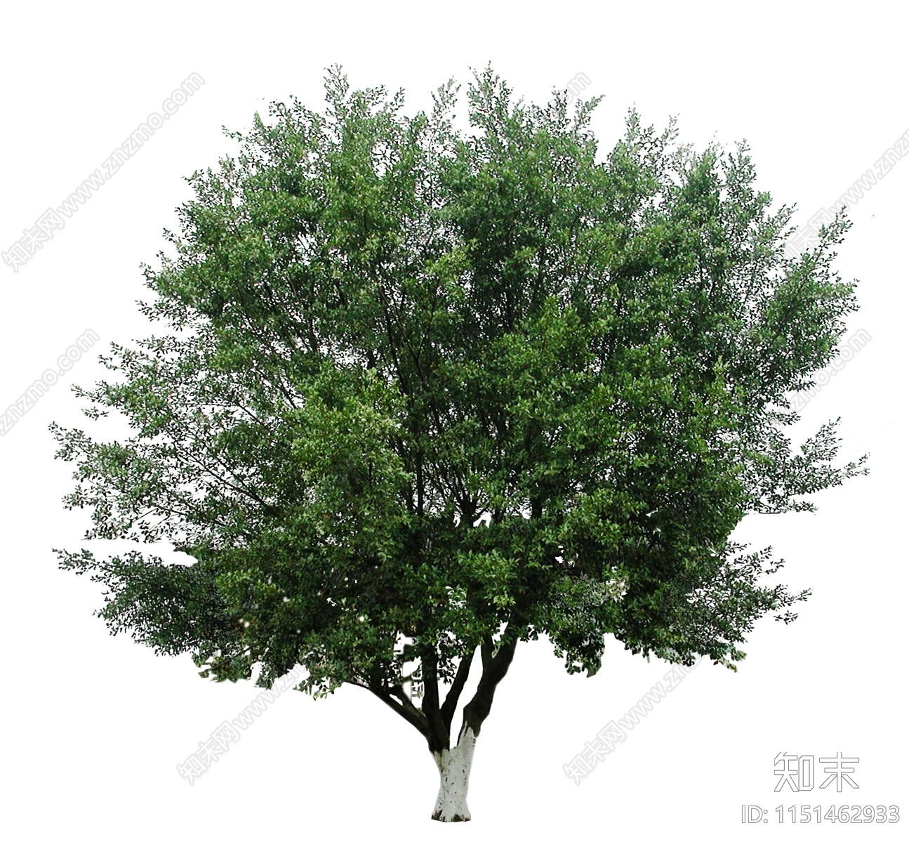乔木设计素材精品下载_知末网