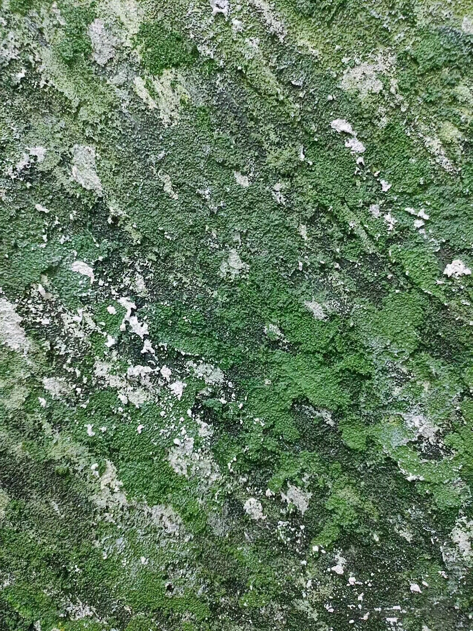 绿植墙高清贴图材质