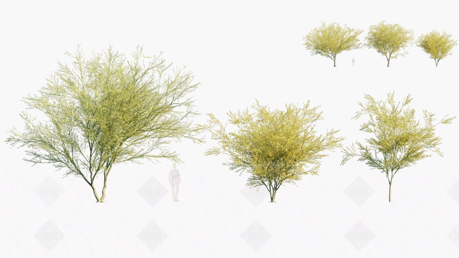 乔木绿植3D模型下载【ID:1151572347】
