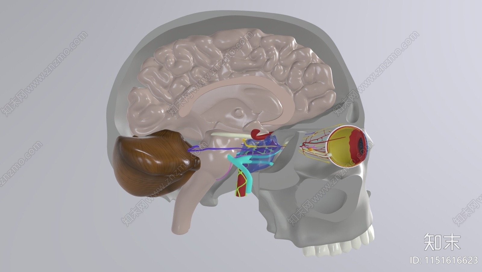 大脑结构SU模型下载【ID:1151616623】