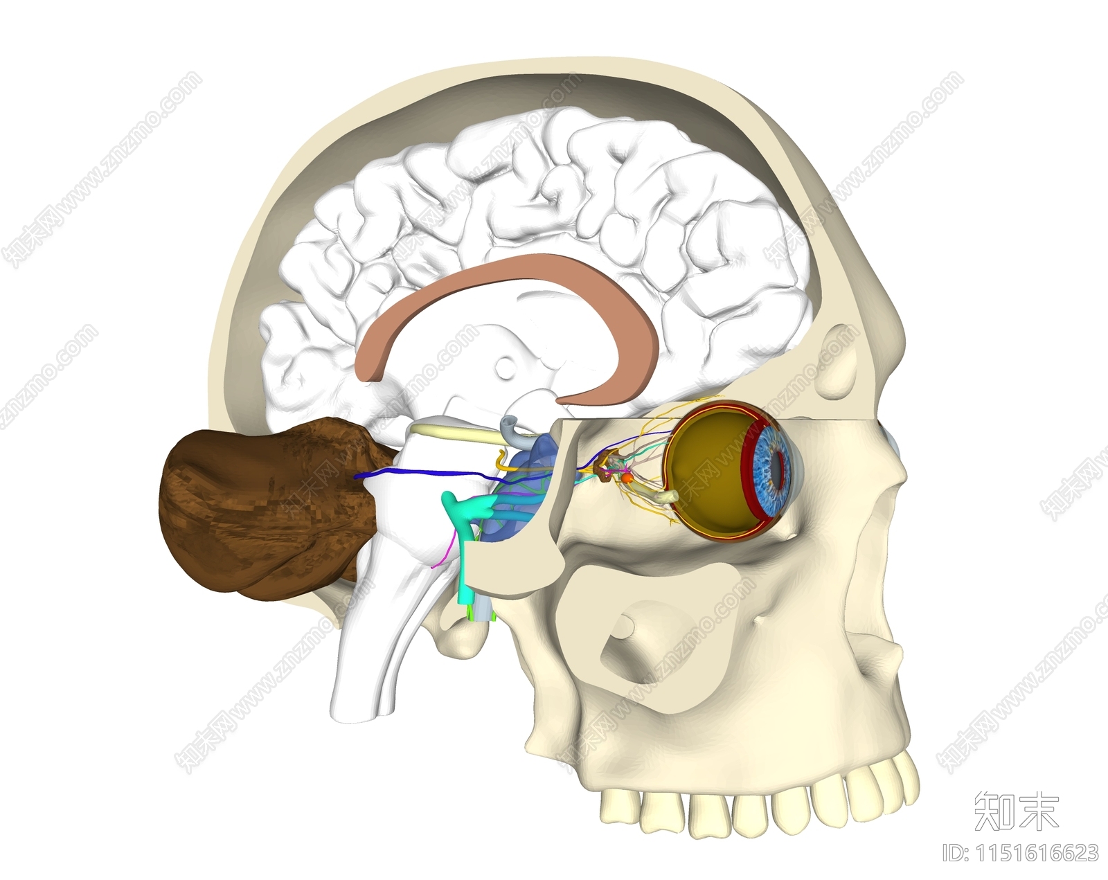 大脑结构SU模型下载【ID:1151616623】