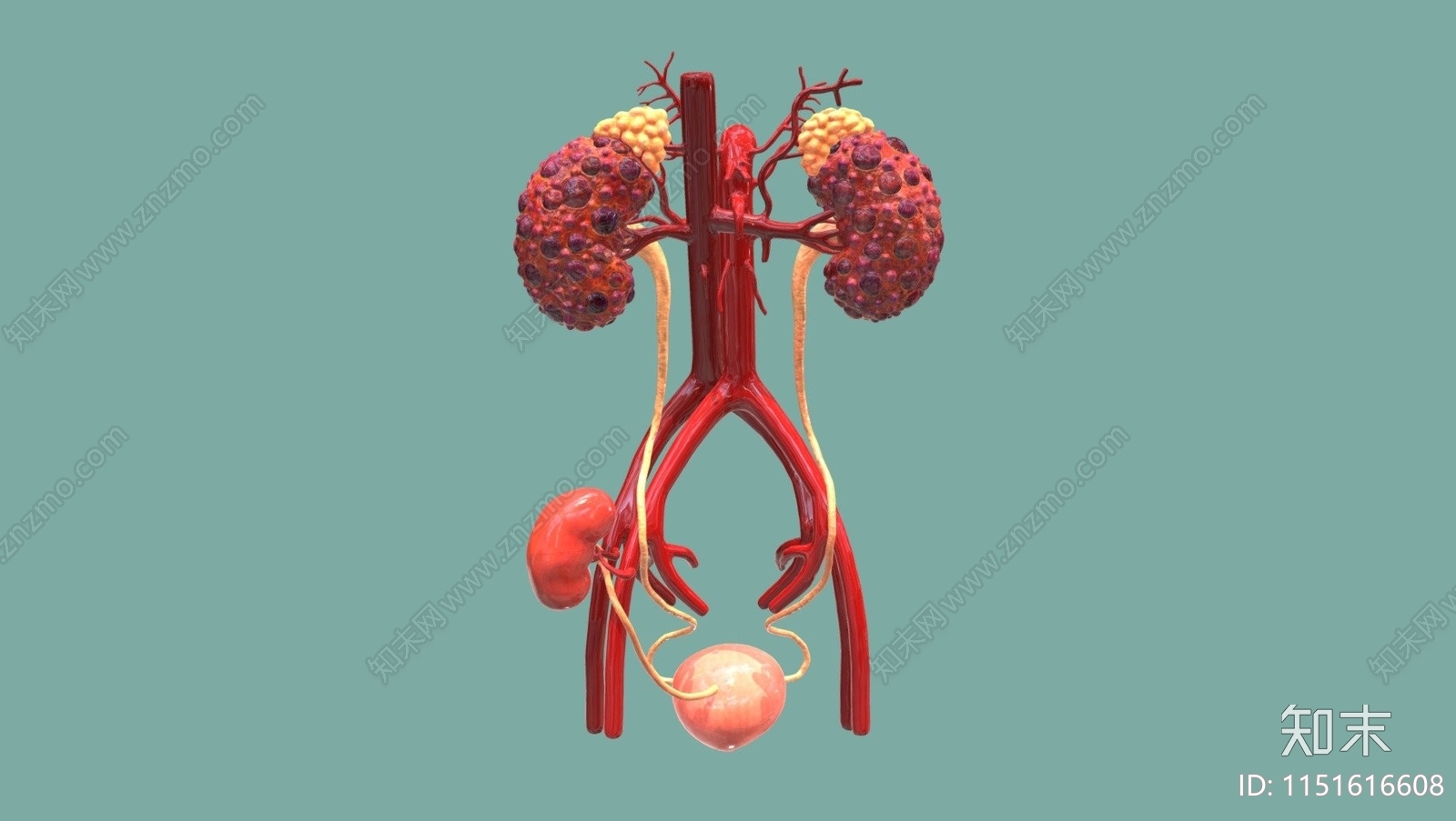 肾脏SU模型下载【ID:1151616608】