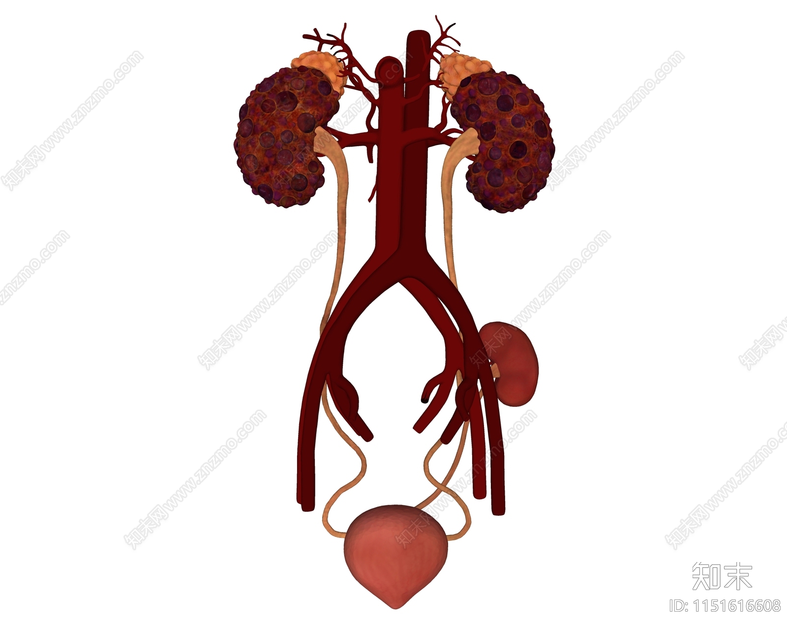 肾脏SU模型下载【ID:1151616608】