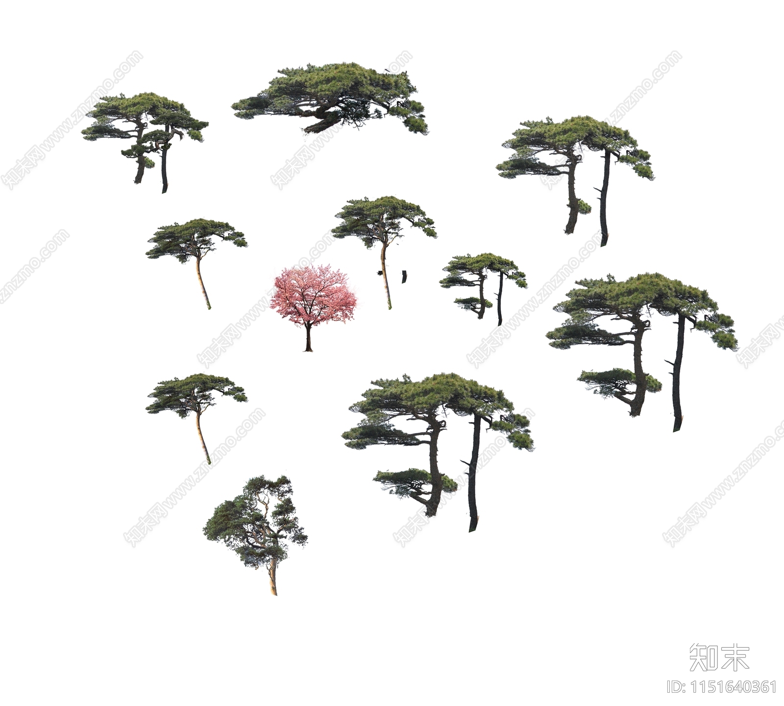 PSD免抠造型松树黑松植物下载【ID:1151640361】undefined