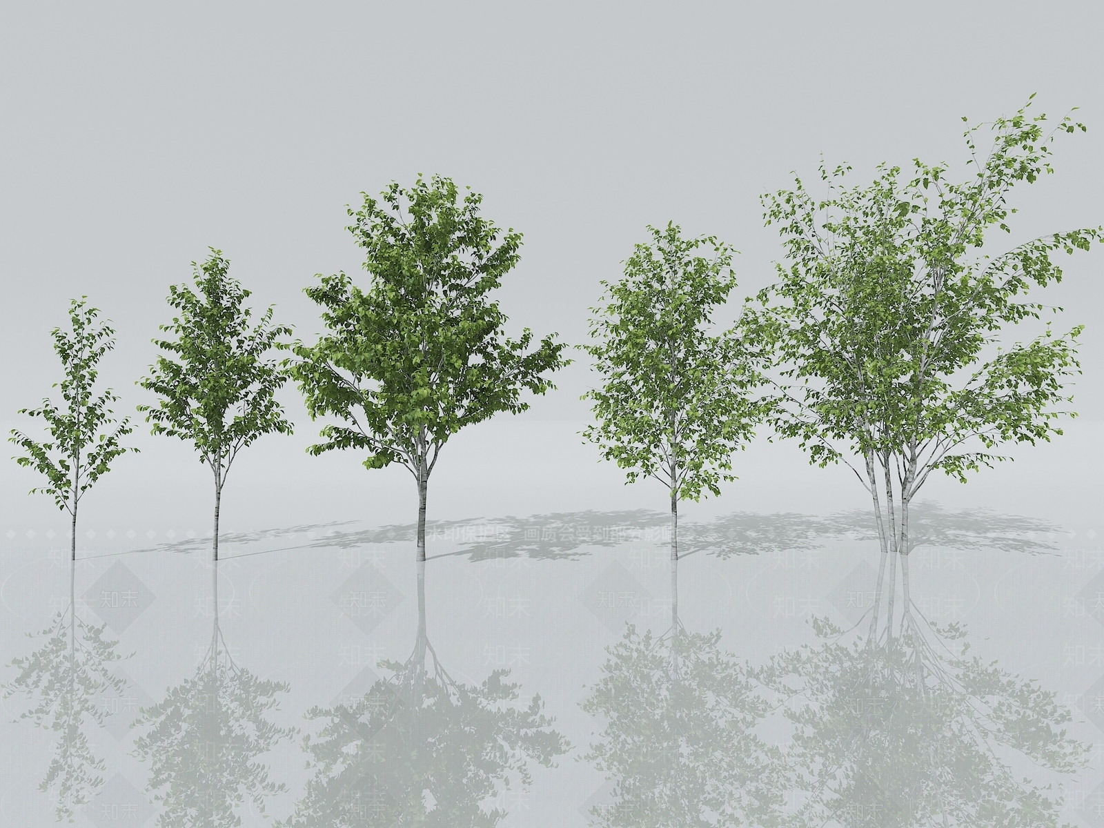 桦树3D模型下载【ID:1151663671】