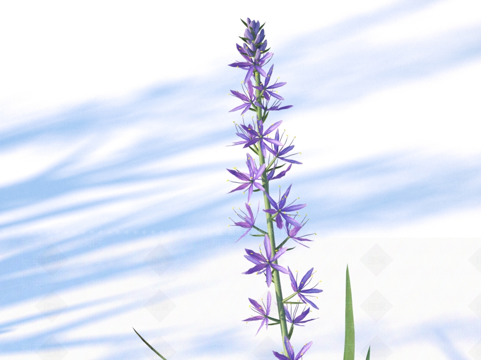 白花克美莲3D模型下载【ID:1151760530】