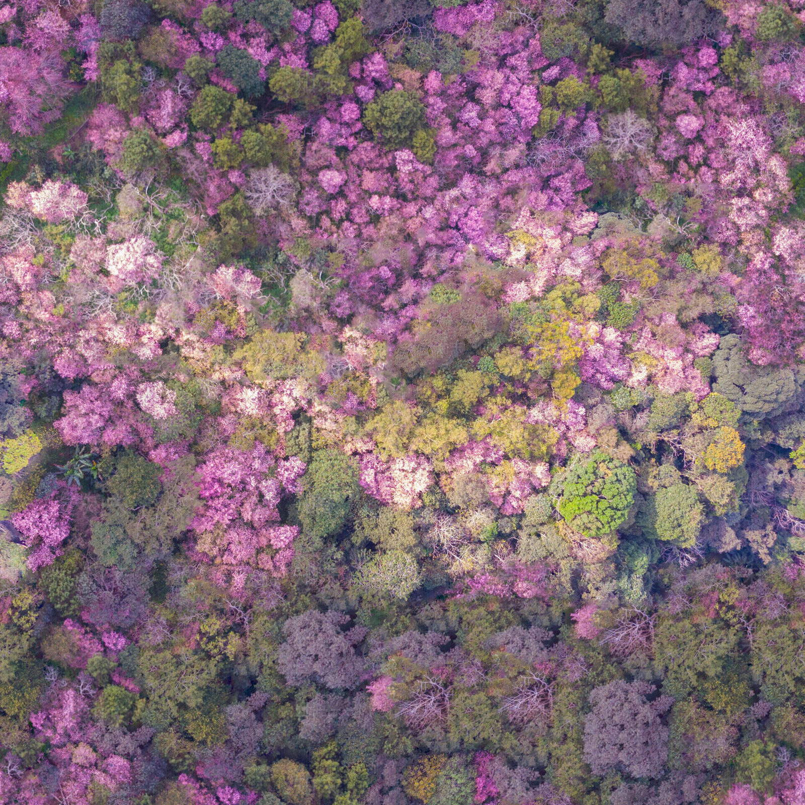 无缝满山花海俯视图贴图下载【ID:1151838908】