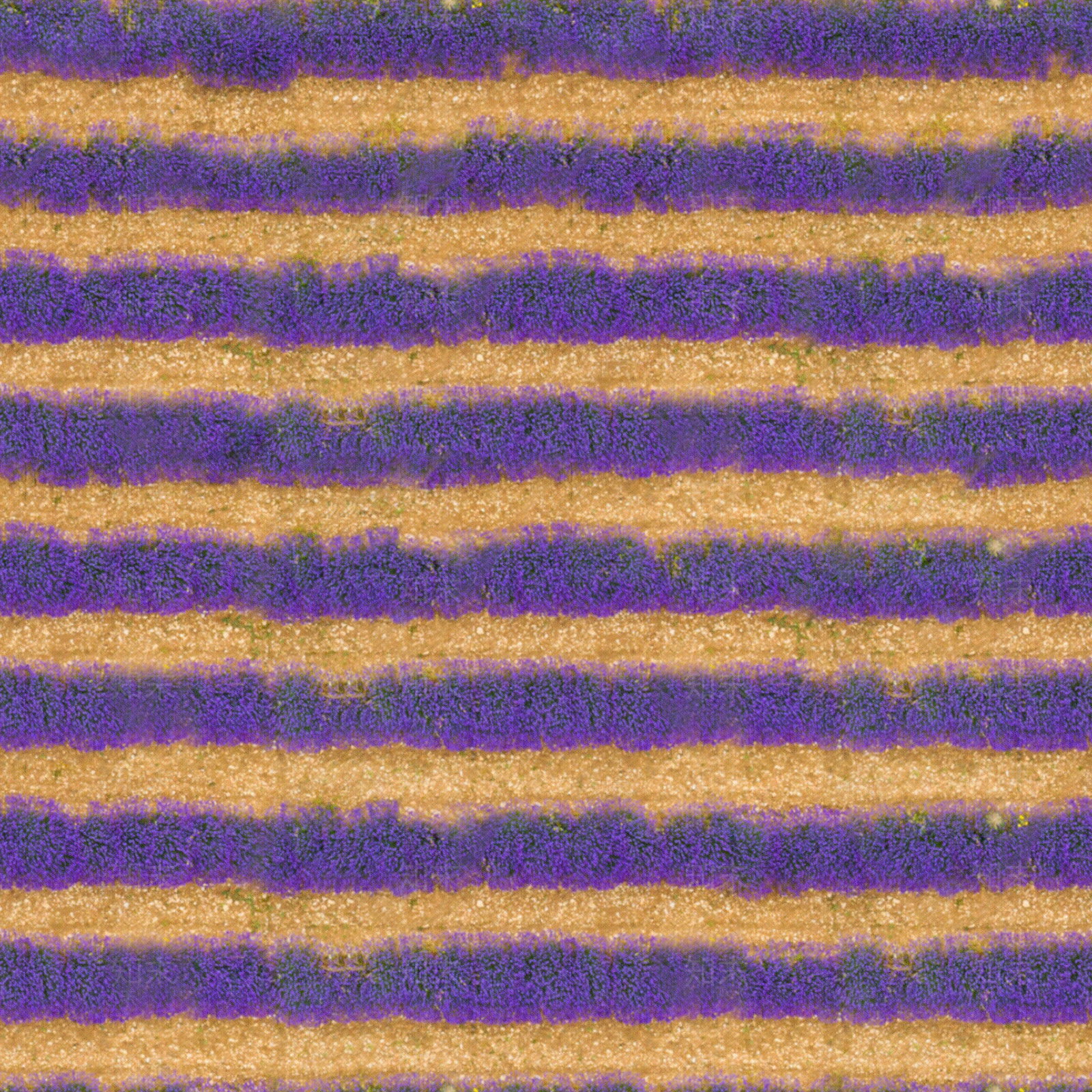 无缝薰衣草花田花海俯视图贴图下载【ID:1151840486】