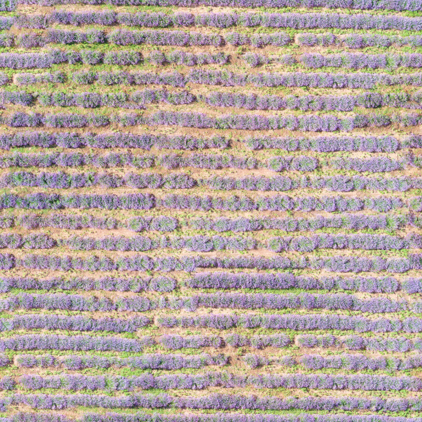 无缝薰衣草花田花海俯视图贴图下载【ID:1151840447】