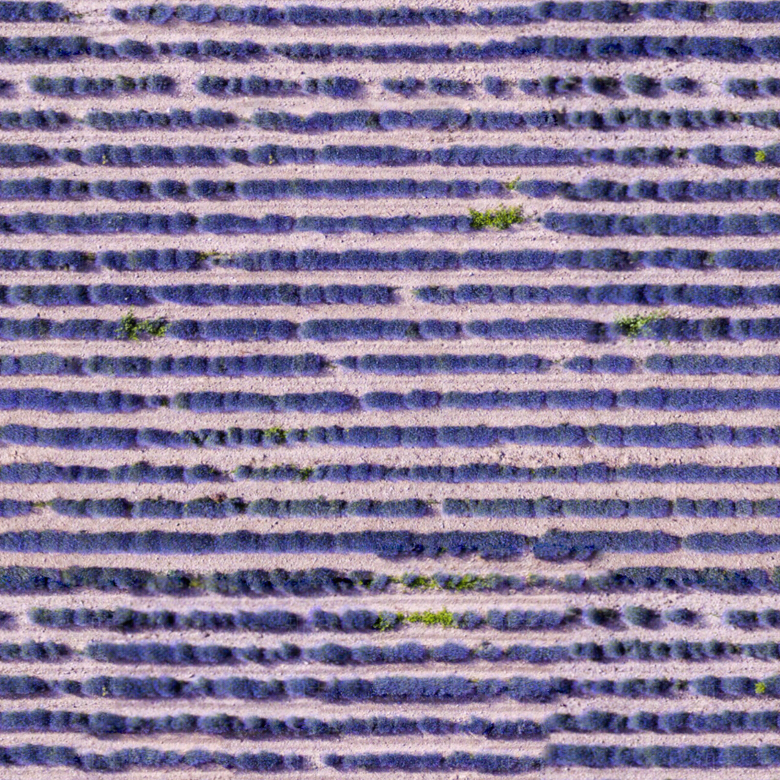 无缝薰衣草花田花海俯视图贴图下载【ID:1151840550】