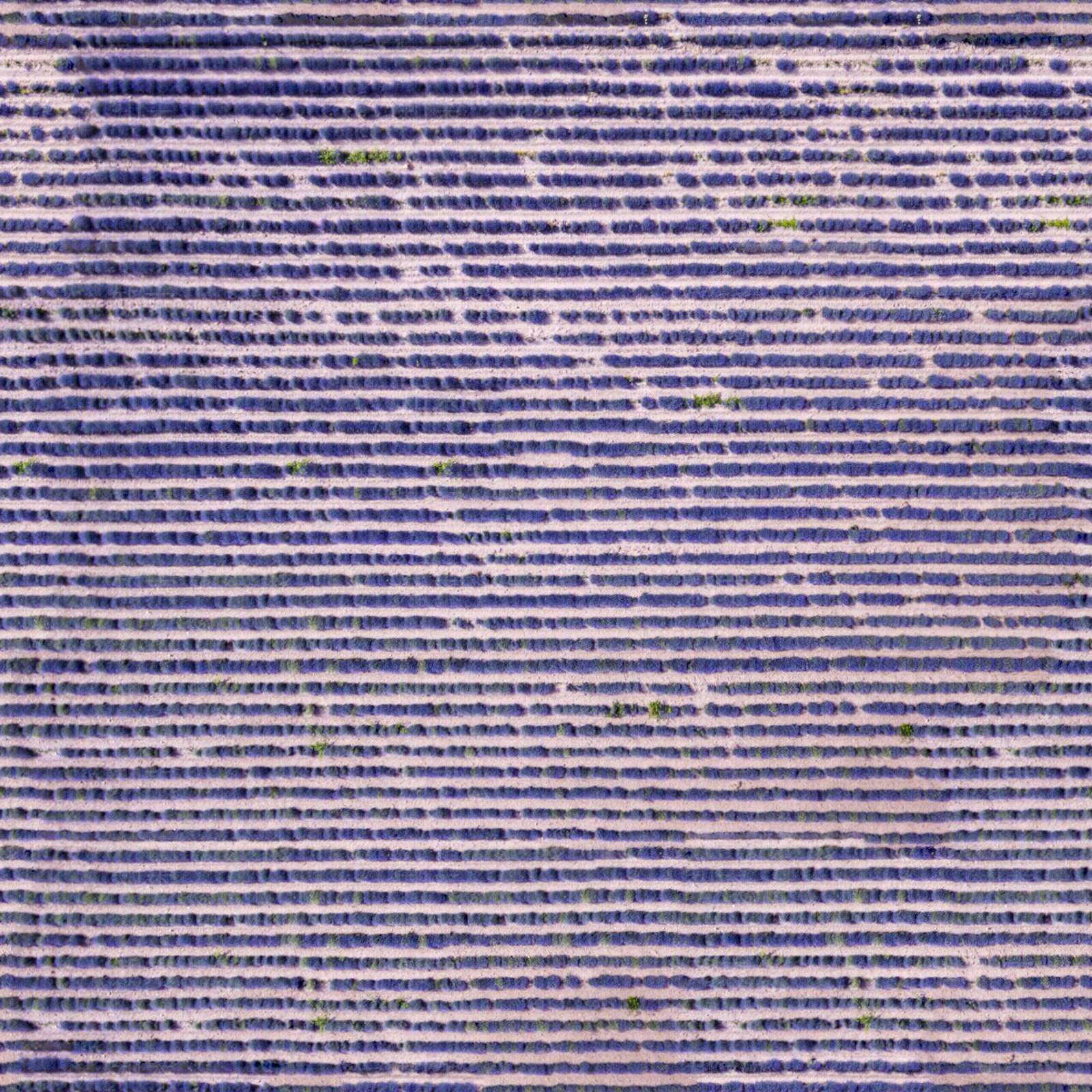 无缝薰衣草花田花海俯视图贴图下载【ID:1151840513】