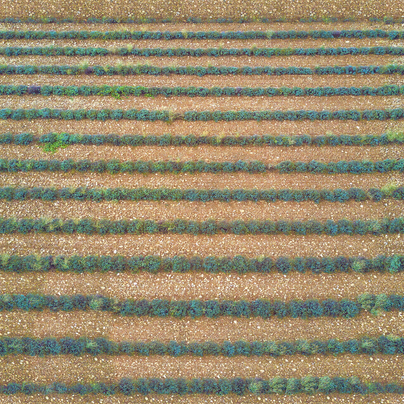 无缝薰衣草花田花海俯视图贴图下载【ID:1151840781】