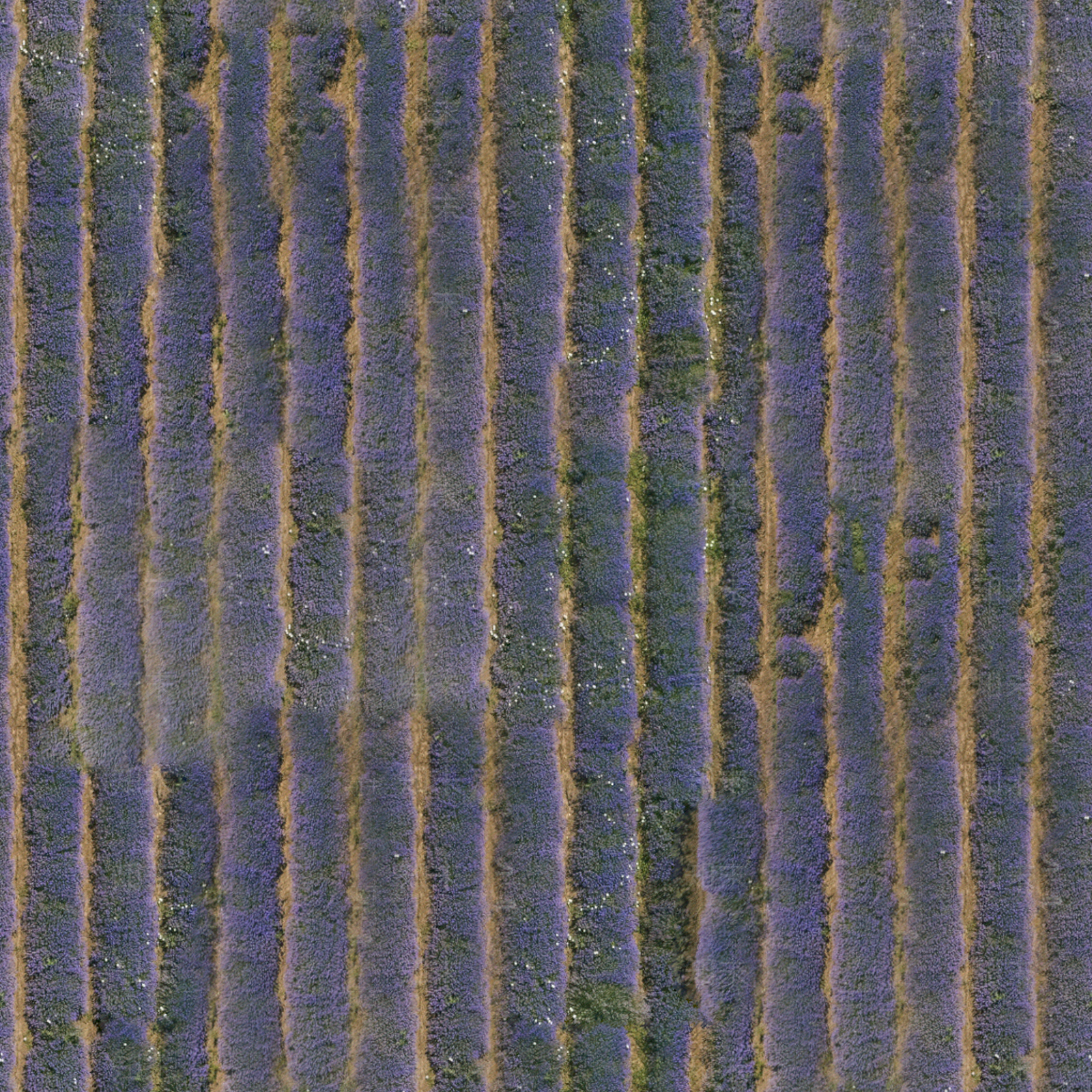 无缝薰衣草花田花海俯视图贴图下载【ID:1151841288】