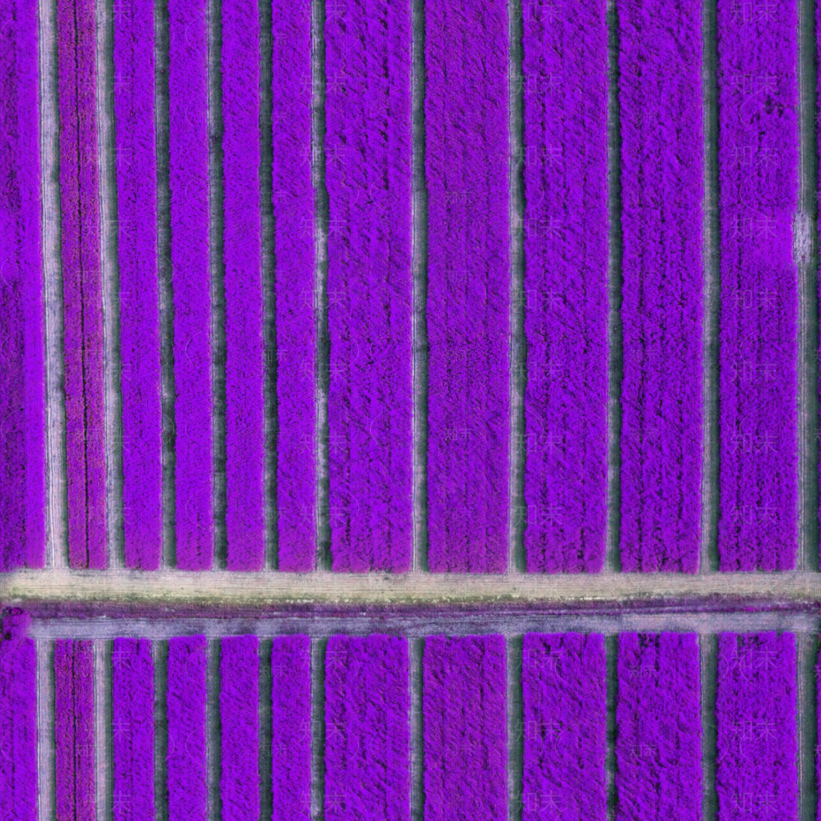 无缝薰衣草花田花海俯视图贴图下载【ID:1151841029】