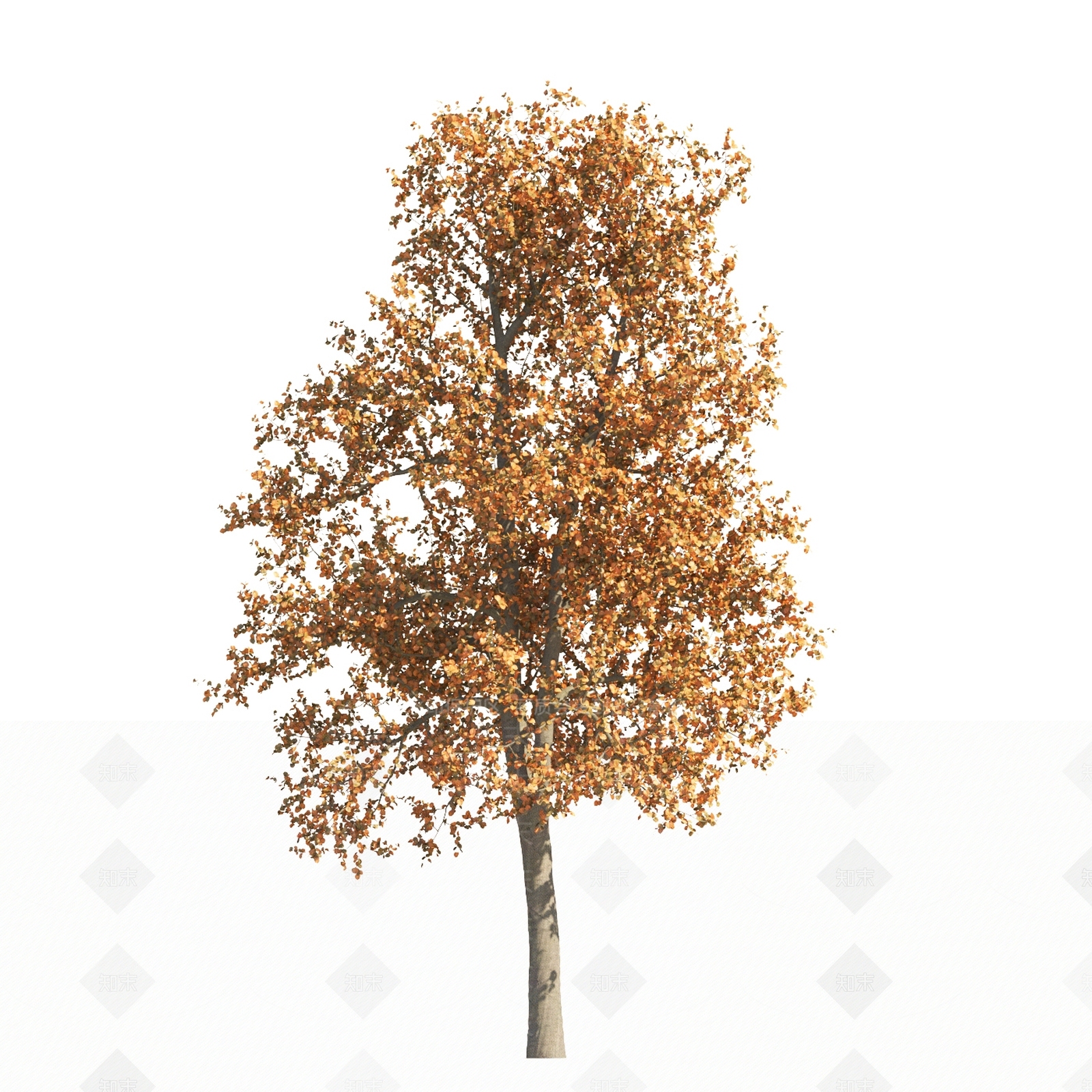 景观树庭院树造型树景观植物落叶树3D模型下载【ID:1151851270】