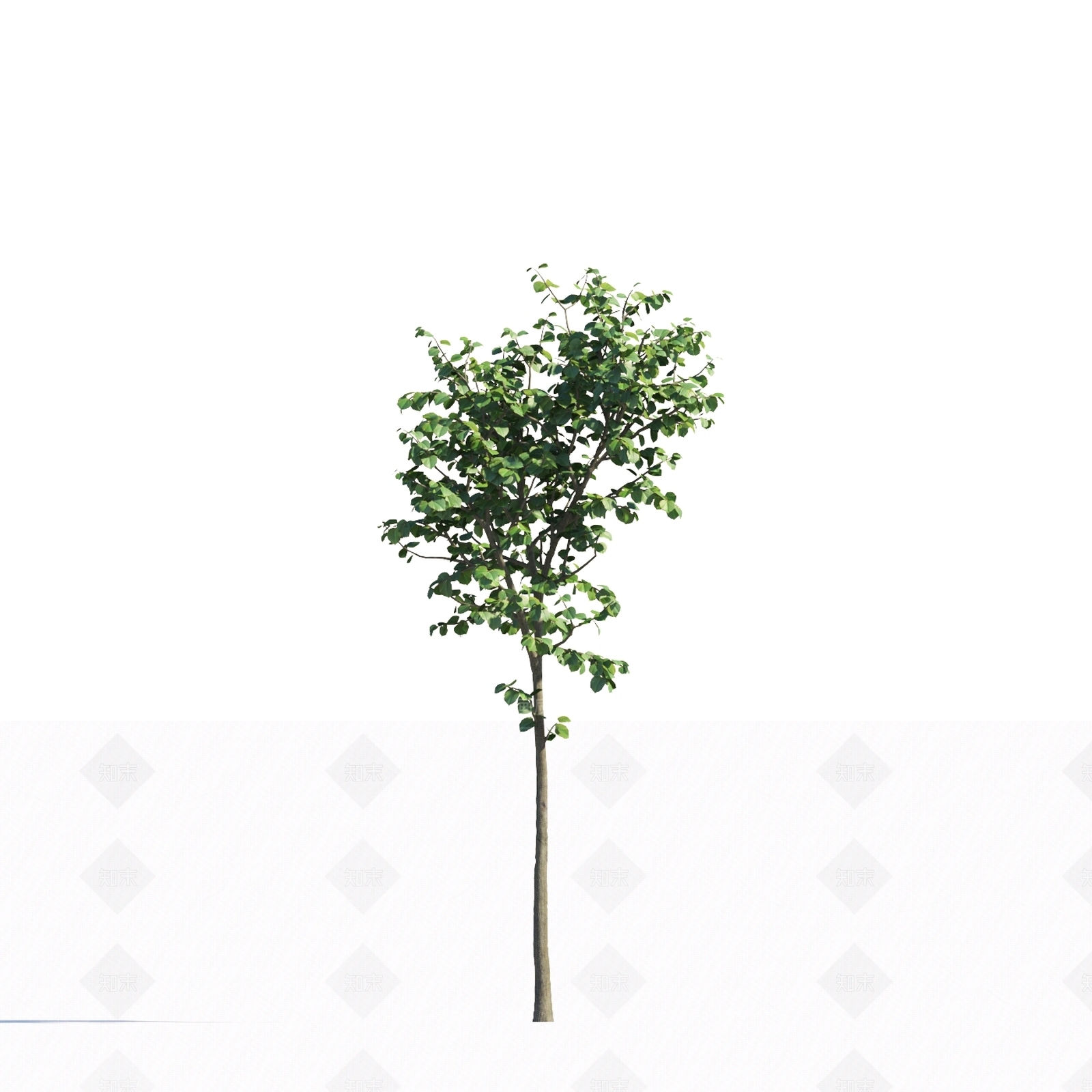 乔木3D模型下载【ID:1151892574】