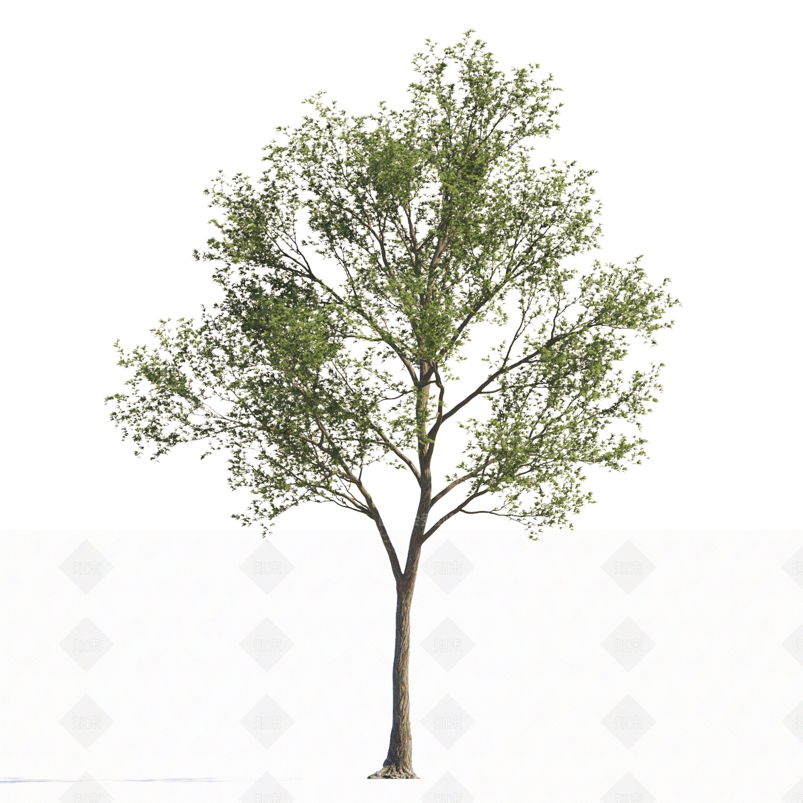 乔木3D模型下载【ID:1151893484】