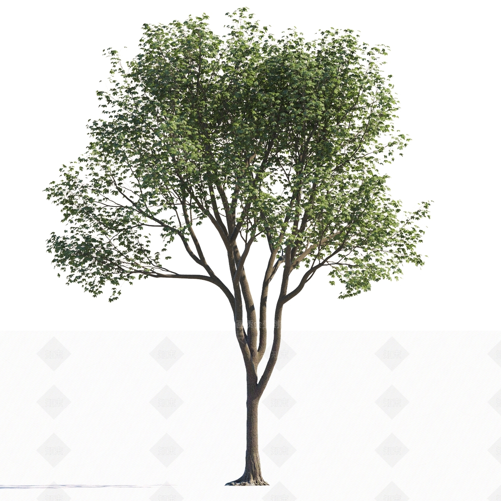 乔木3D模型下载【ID:1151894007】
